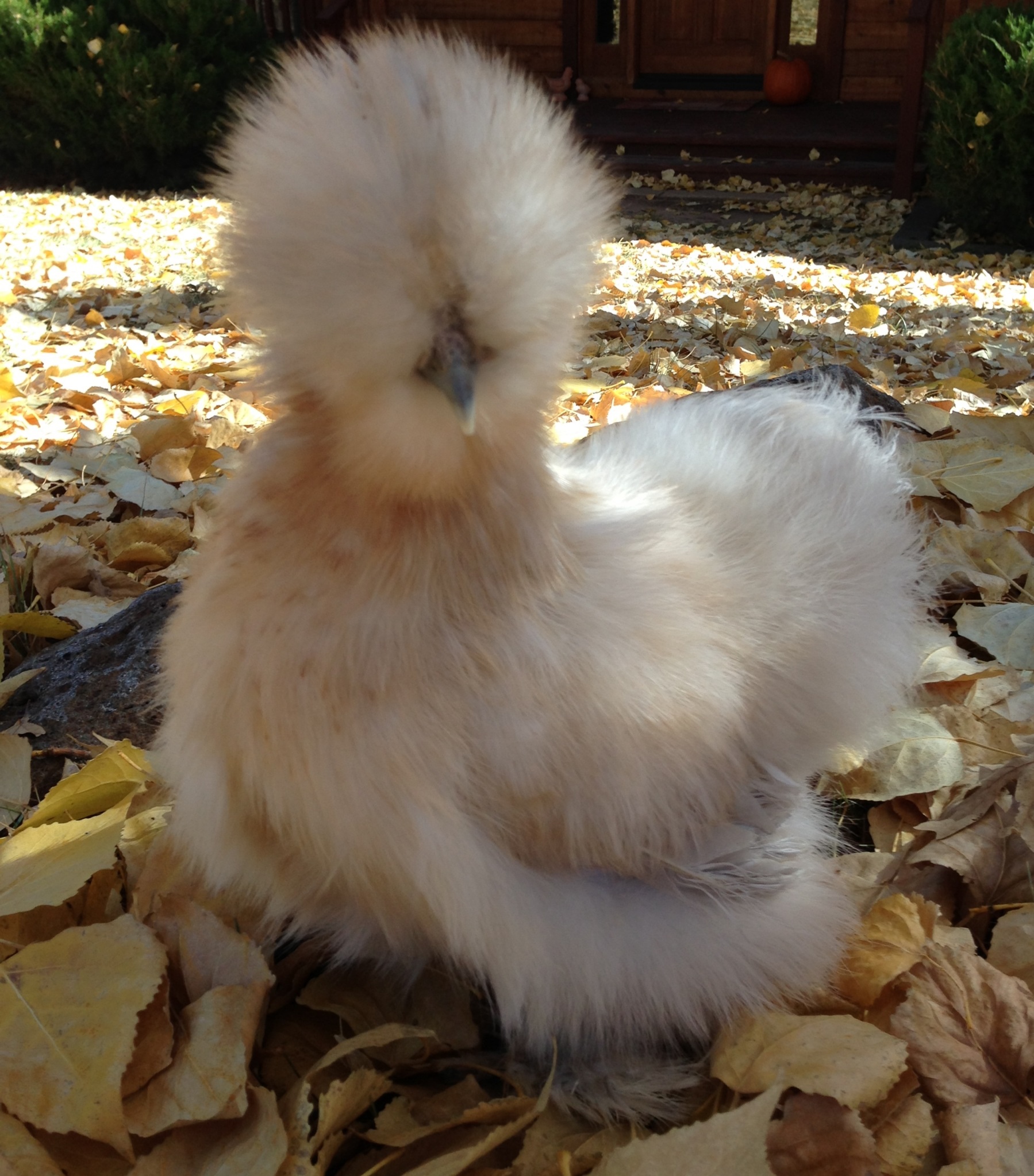 4-month old Bobbi Porto porcelain