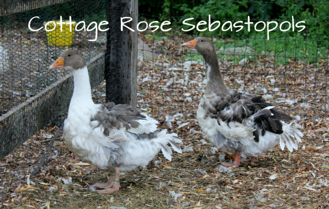 4 month old goslings