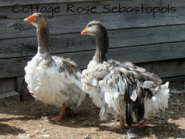 4 month old goslings