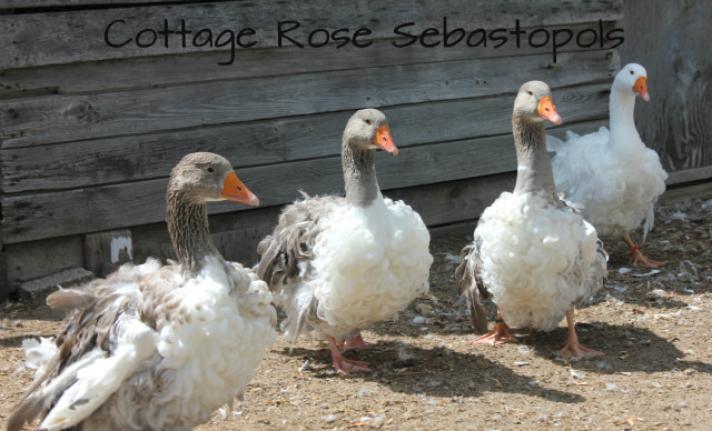 4 month old goslings