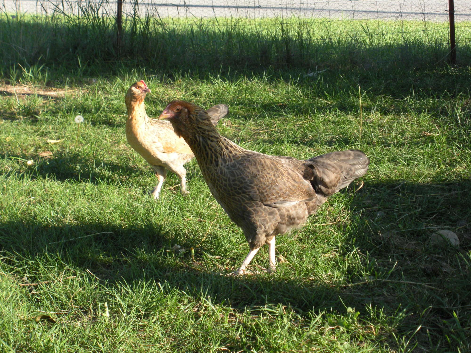 4 Month old Hens hatched from "Juststruttin"