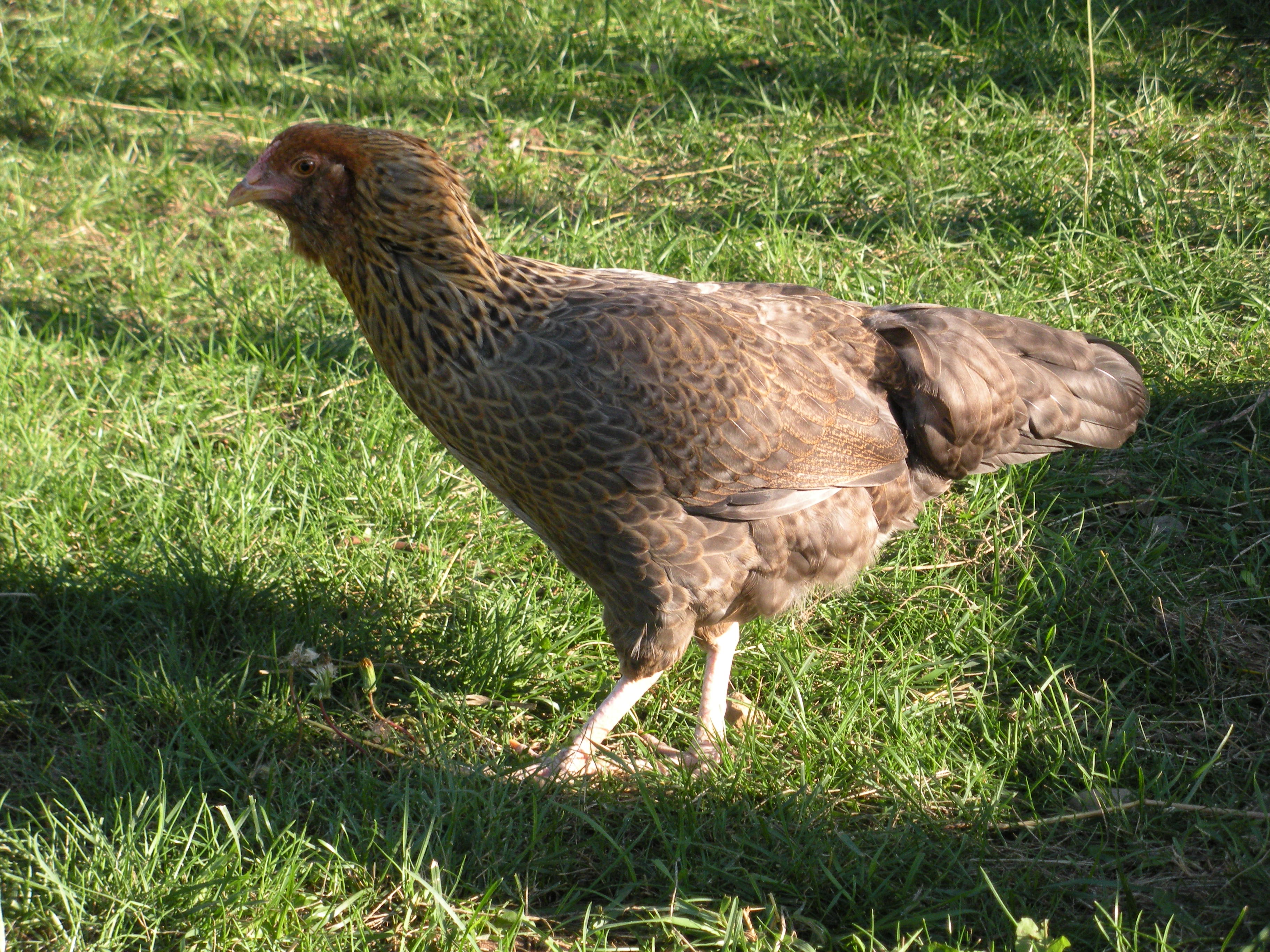 4 Month old hens hatched from "Juststruttin"