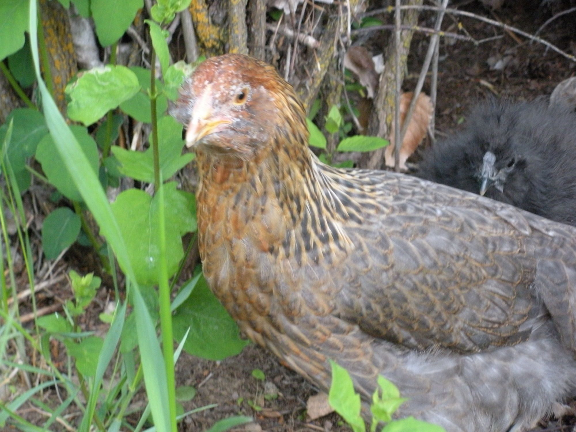 4 Month old Hens hatched from "Juststruttin"