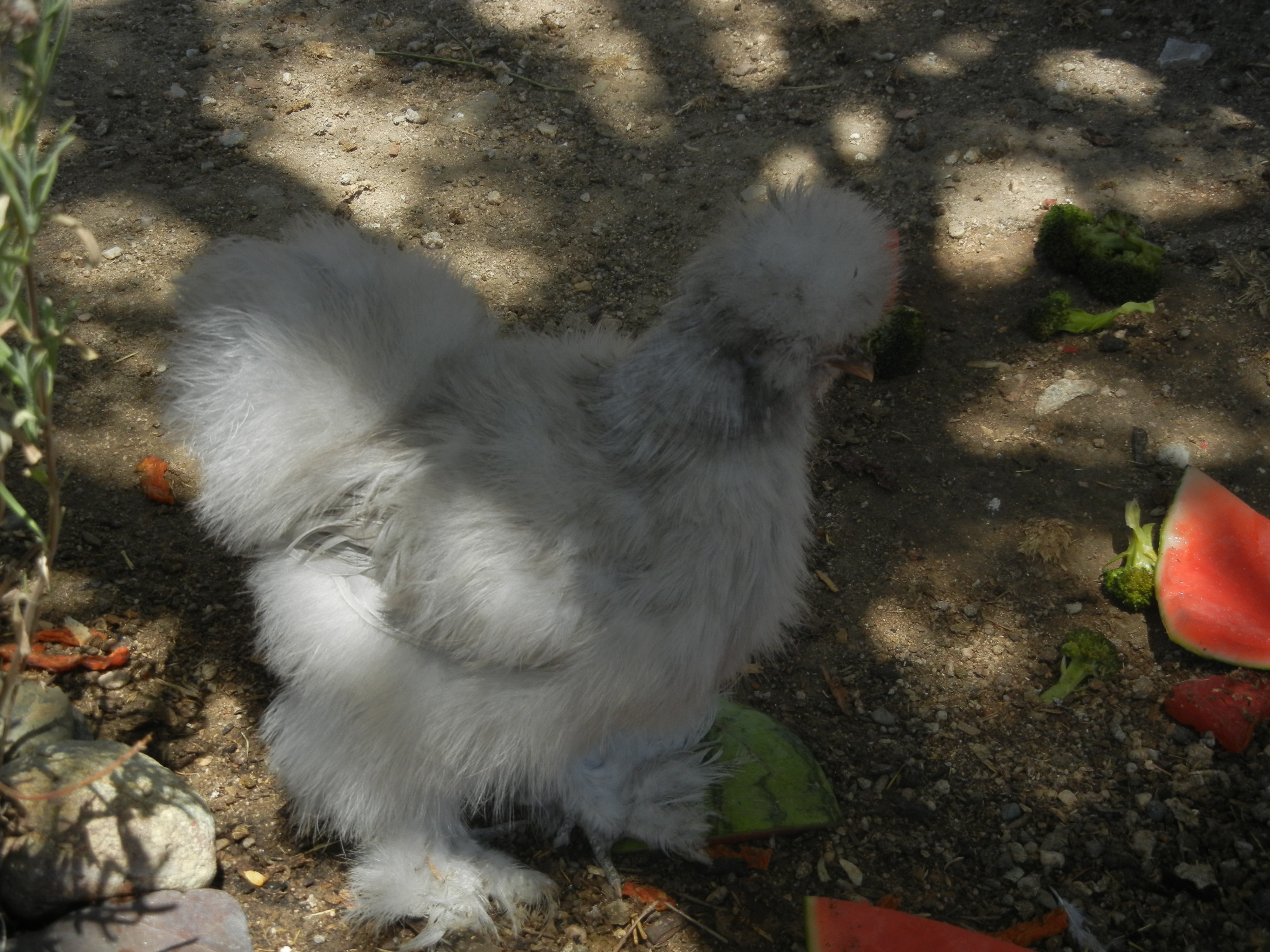4 month old lavender, I believe it is a hen