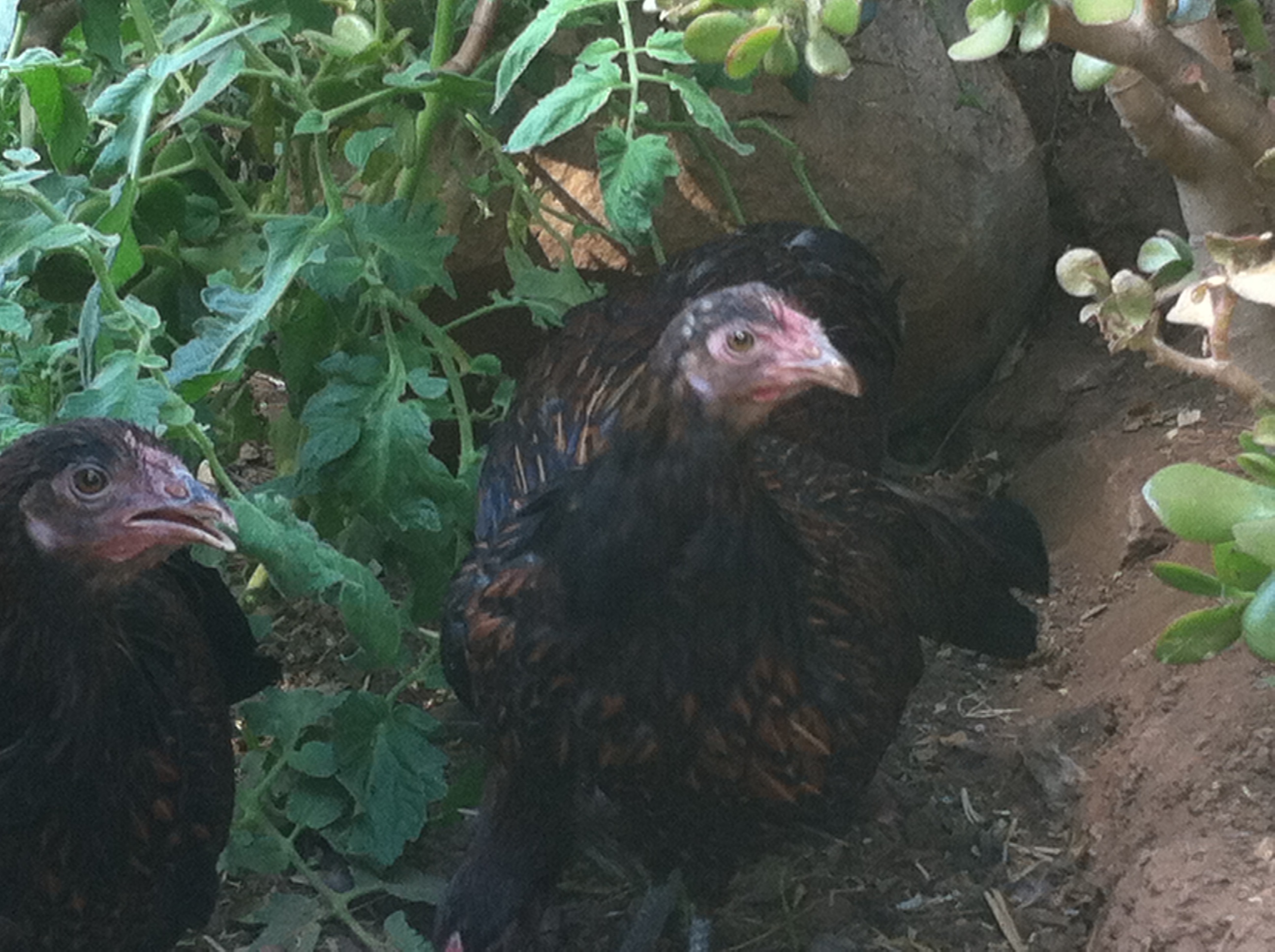 4 month old Mcmurray redcaps