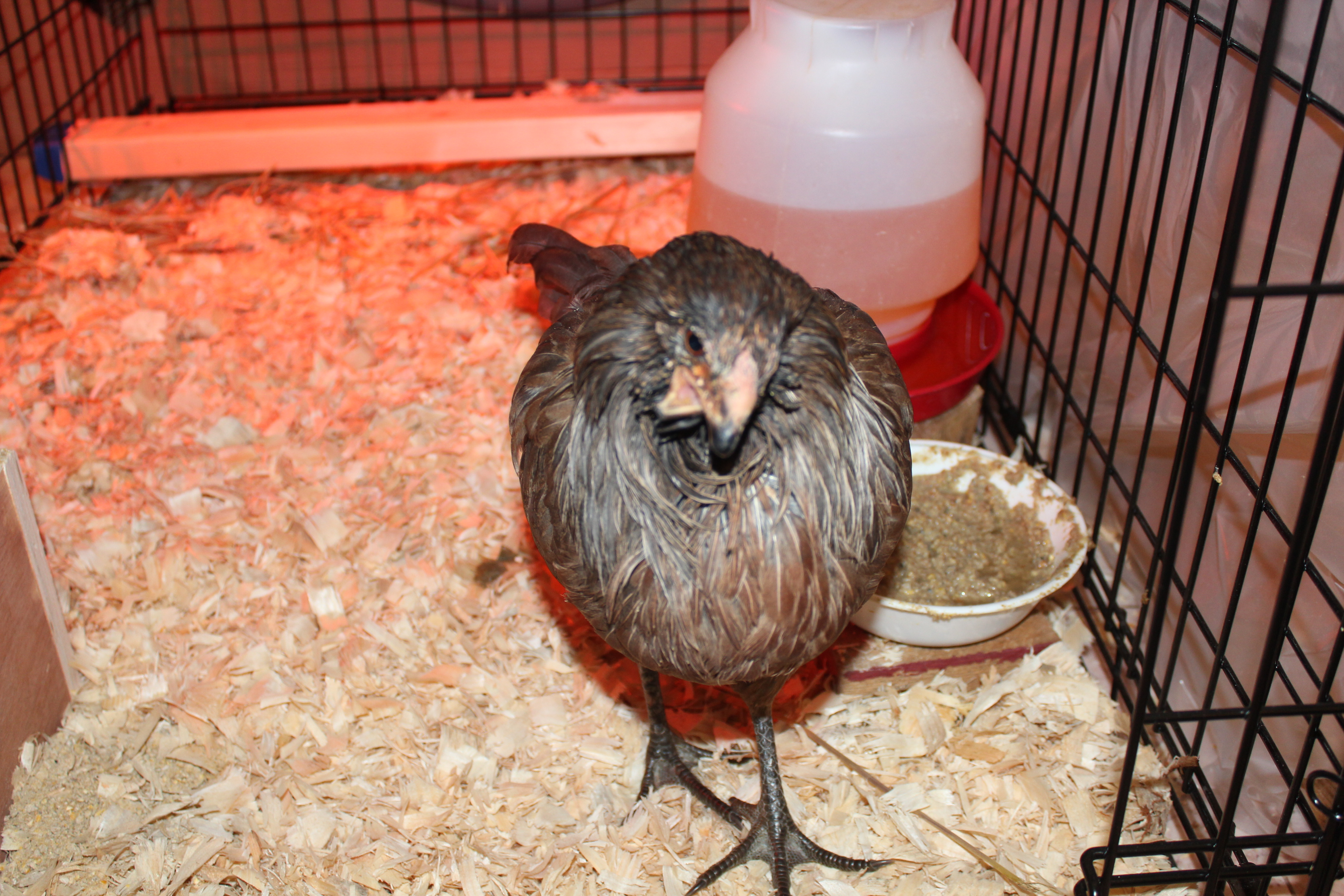 4 Months, 1 Week, 2 Days

We took her to the vet and had her beak trimmed and we started syringe feeding her from then on!!!