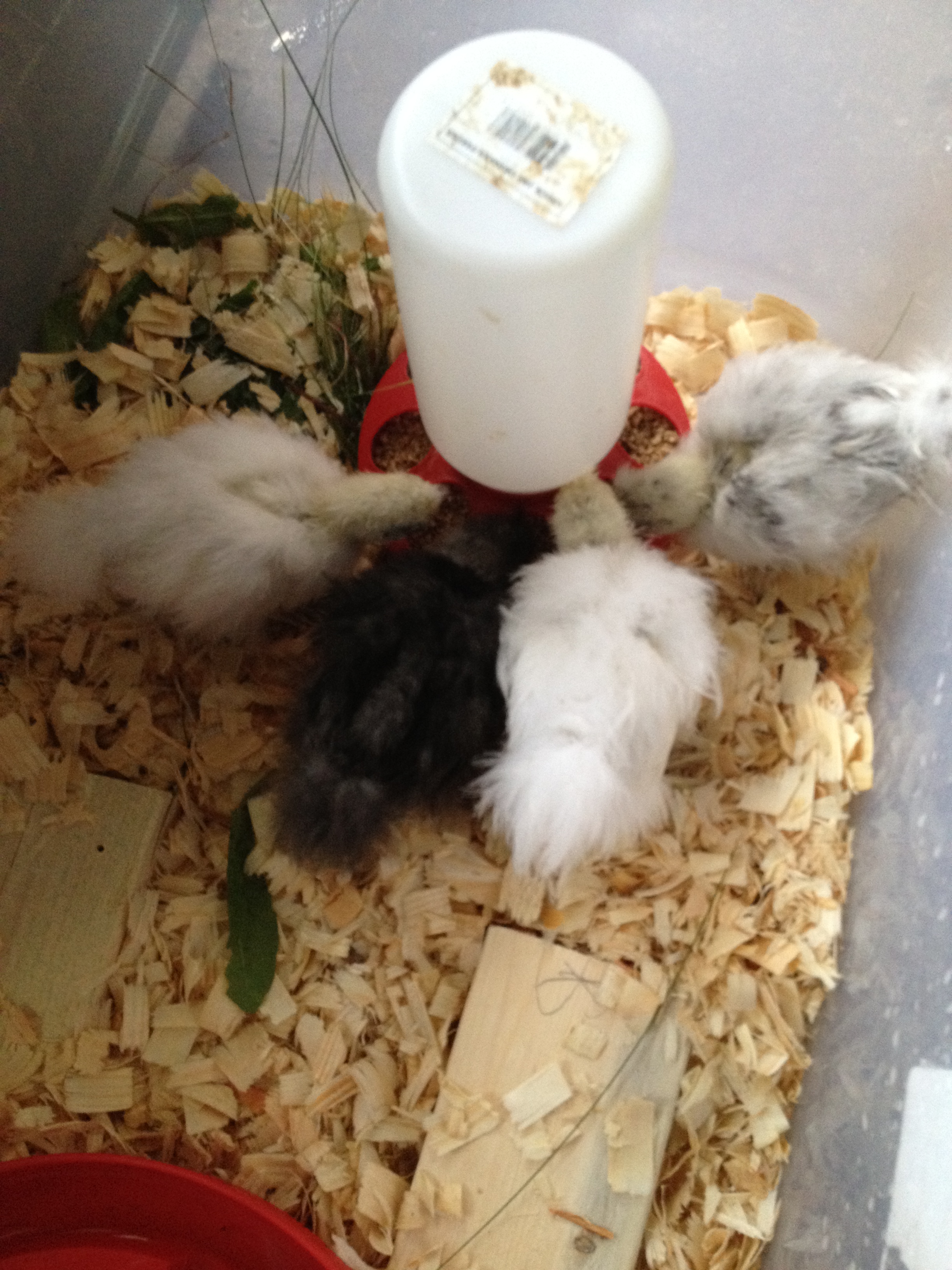 4 new Silkies