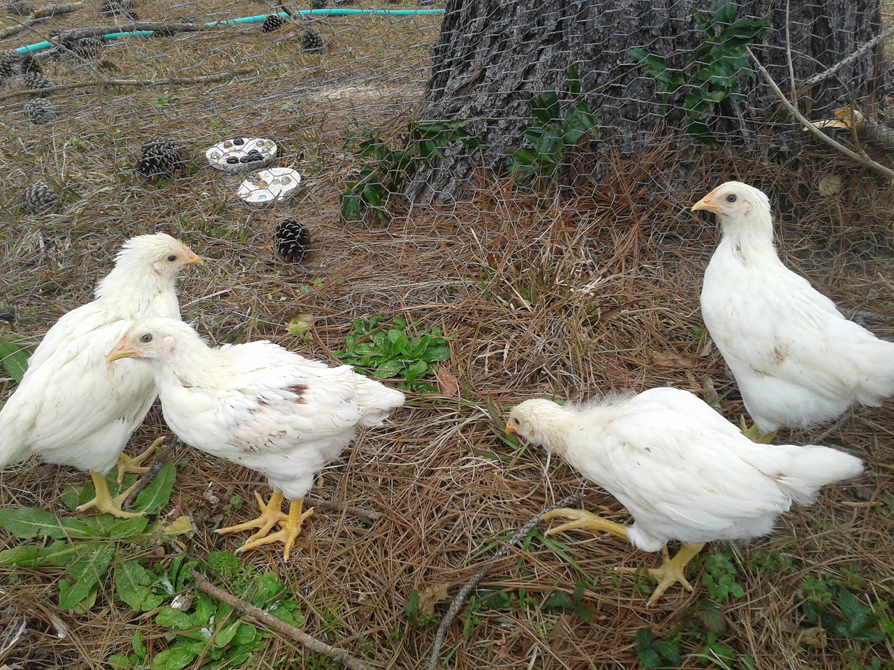 4 of 6 almost 4 week old chicks.  Including 2 with strange brown feathers.