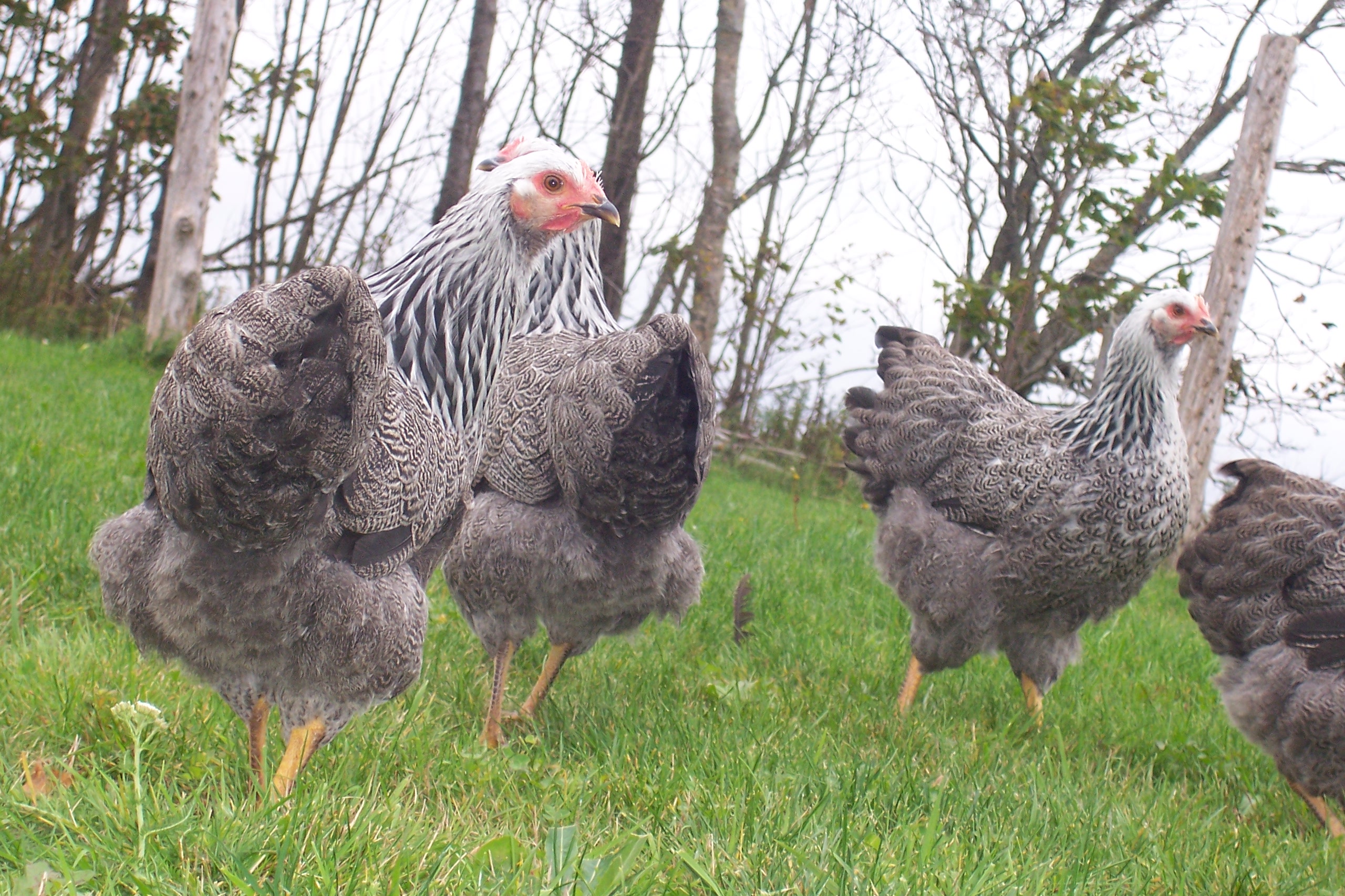 4 of 8 sppr pullets 2012