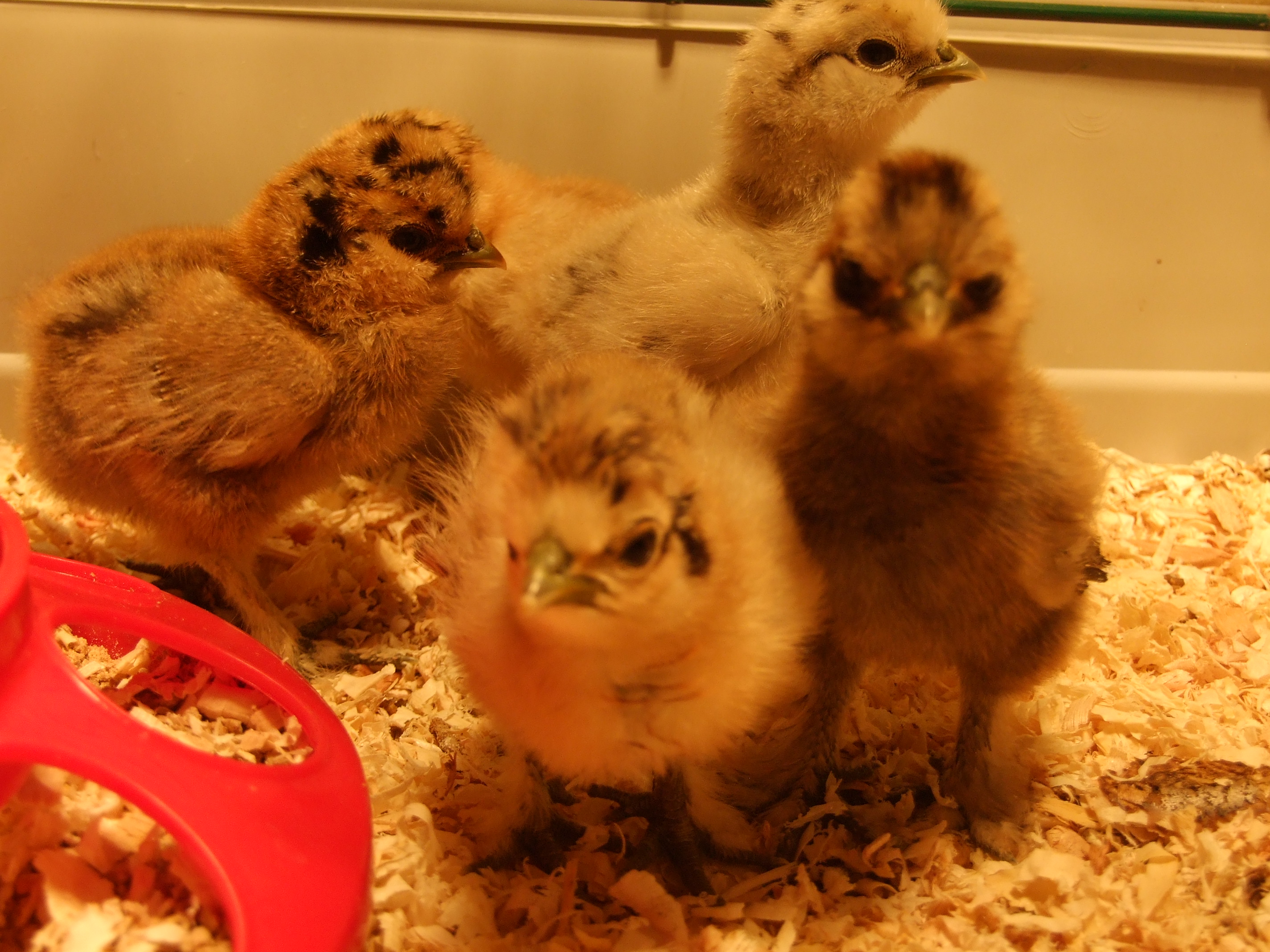4 of my week old chicks