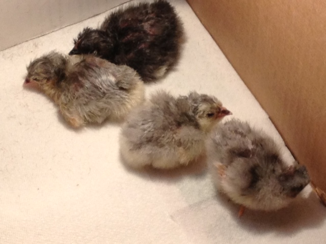 4 orpington cicks