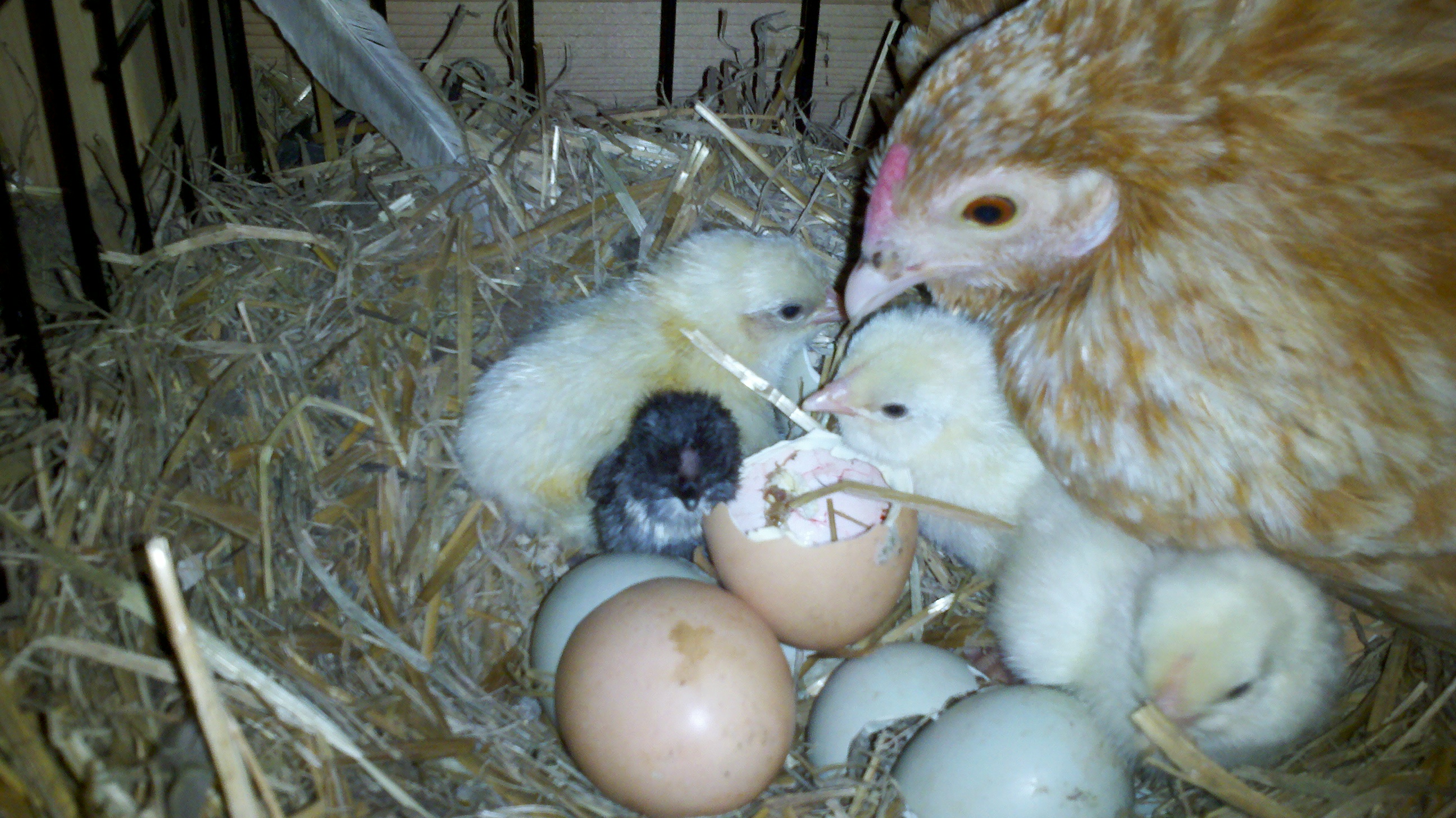 4 out of 5 eggs hatched on Day 20!