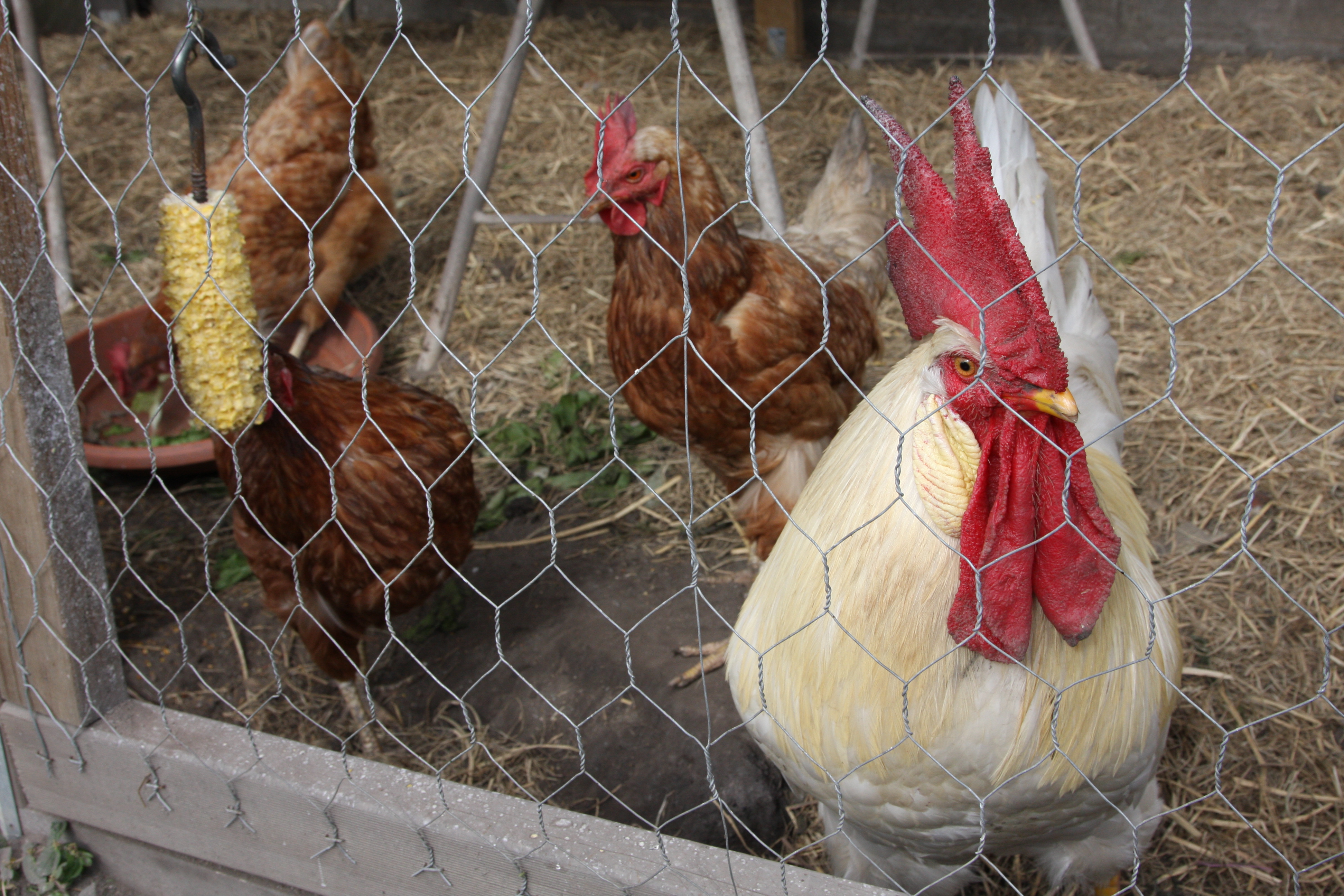 4 red hens and the rooster.