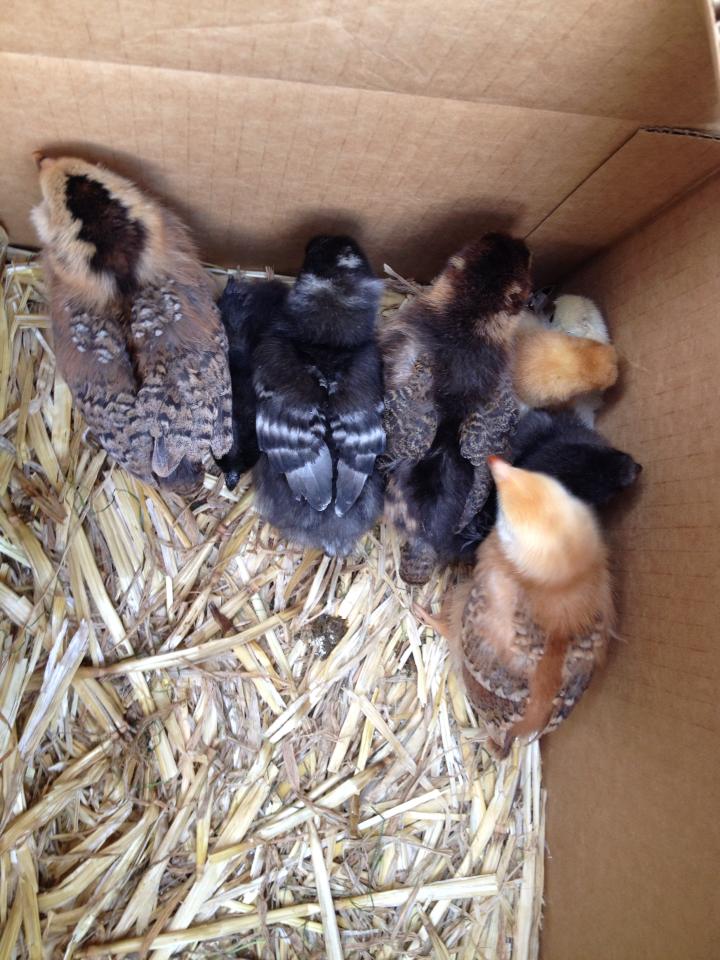 4 Silkies (2 black, 1 buff, 1 porcelain), 2 Ameraucana, 1 Barred Rock, and 1 Rhodie :)