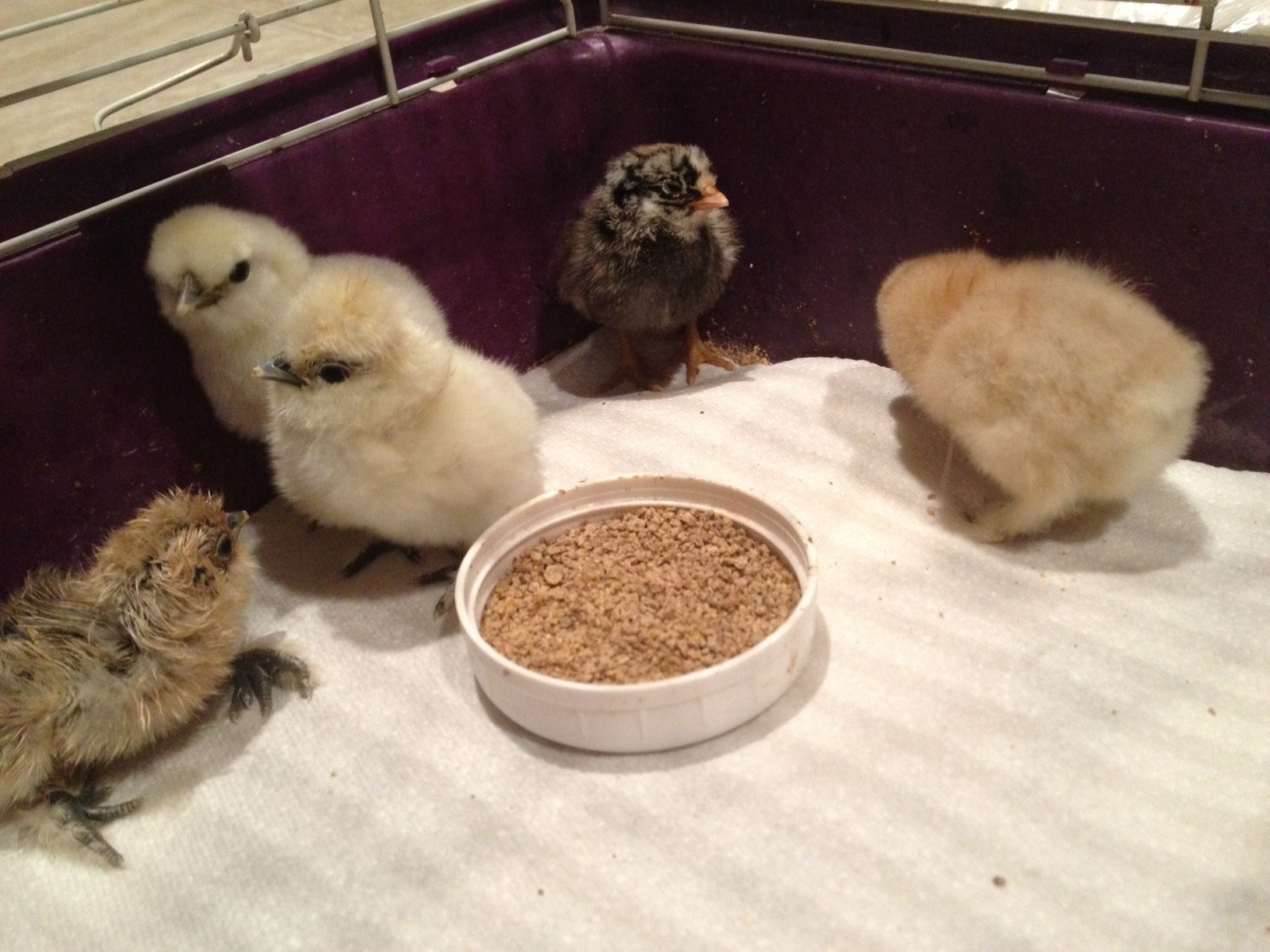 4 silkies and a "mutt" from NYD hatch 2013