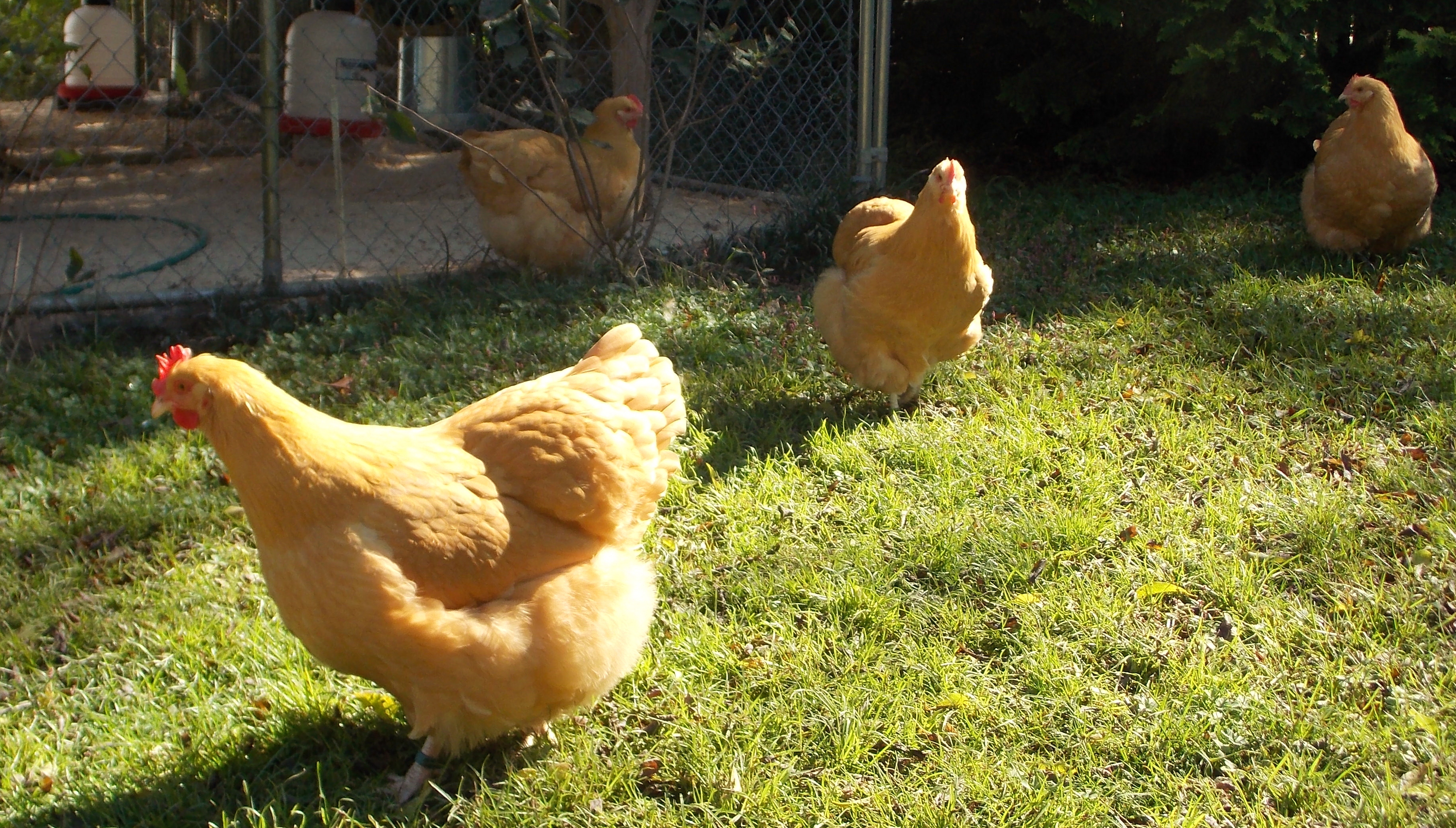 4 SOP pullets at 6 Mos and 3 weeks 2012