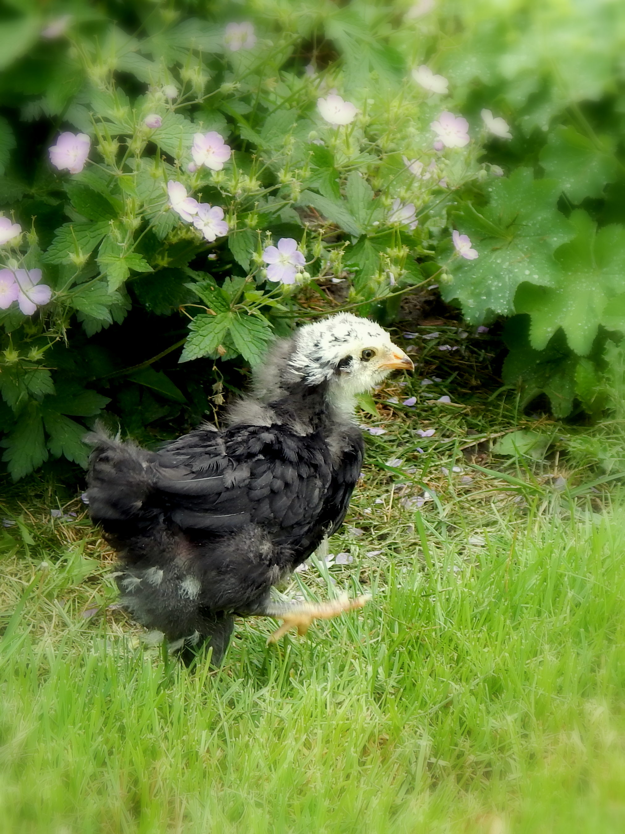 4 Week old Ameraucana