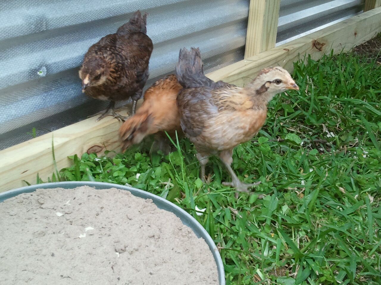 4 week old ameraucanas in new coop