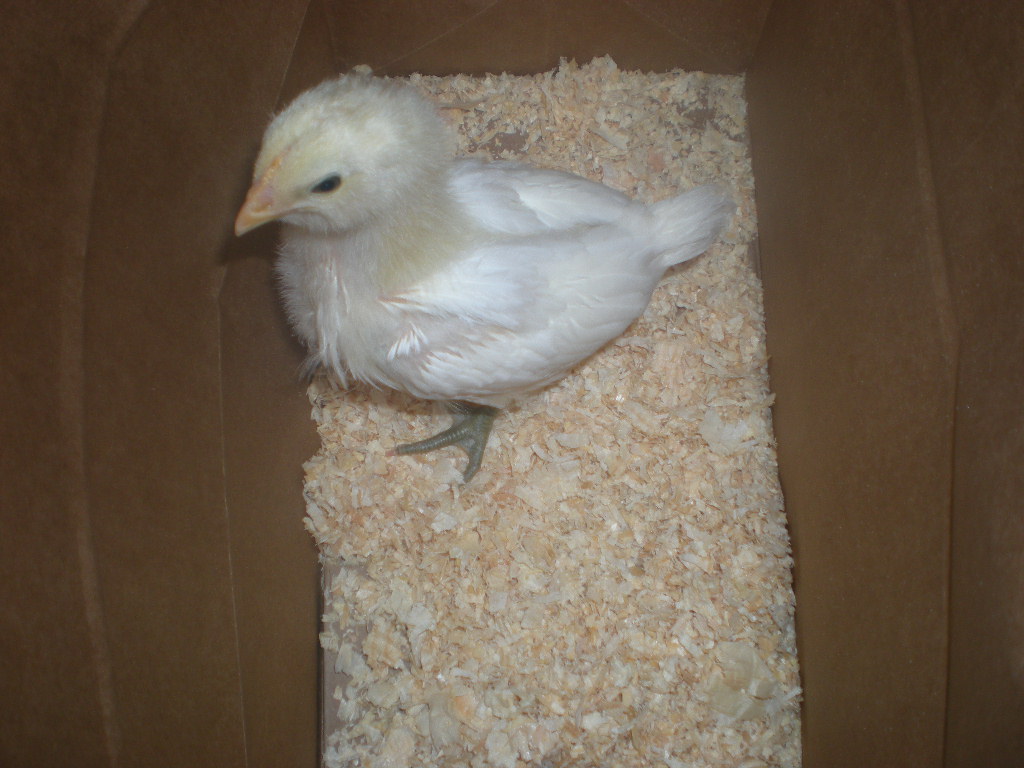 4 week old "carlos" (my sons chick)