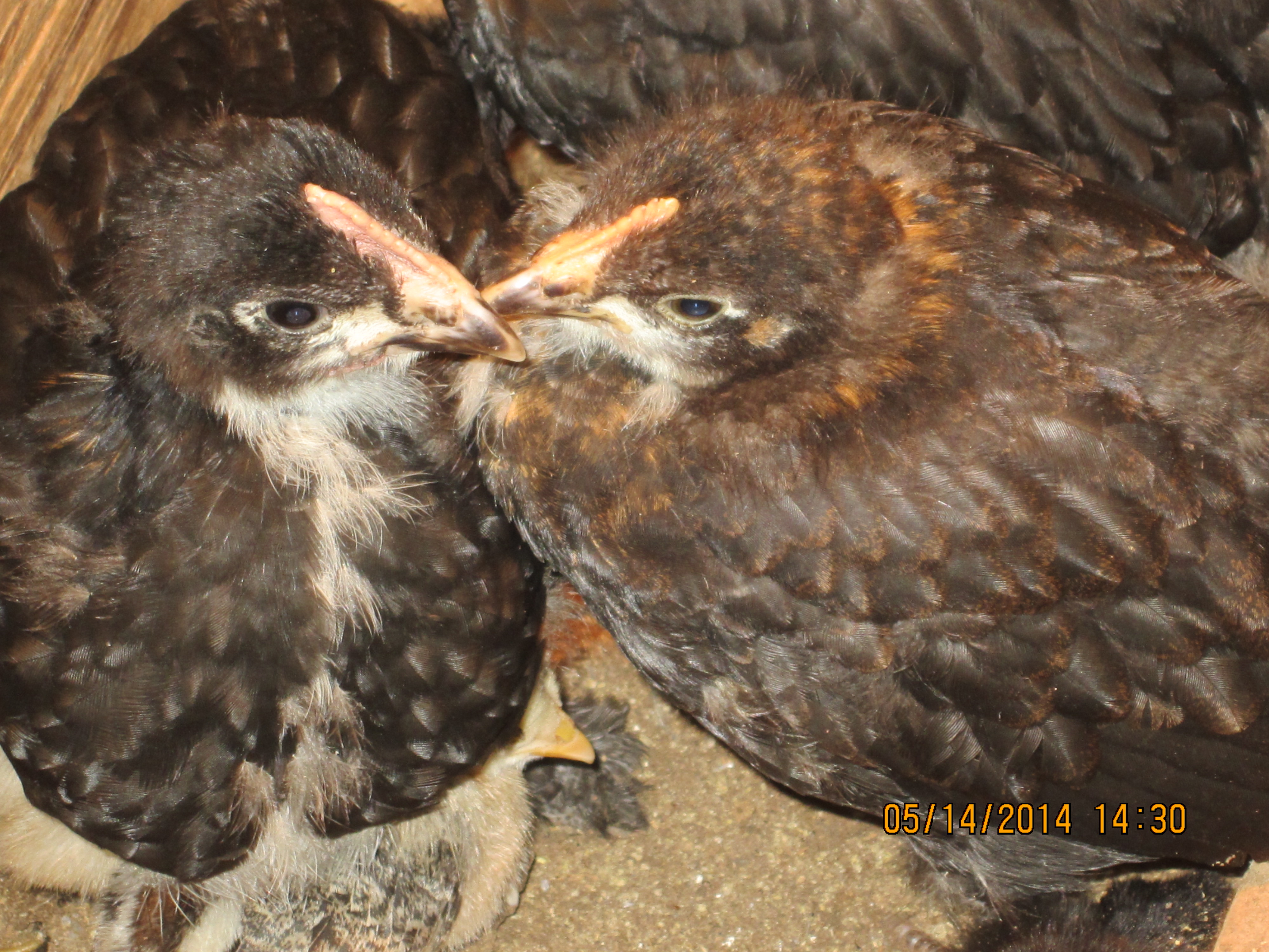 4 week old chicks