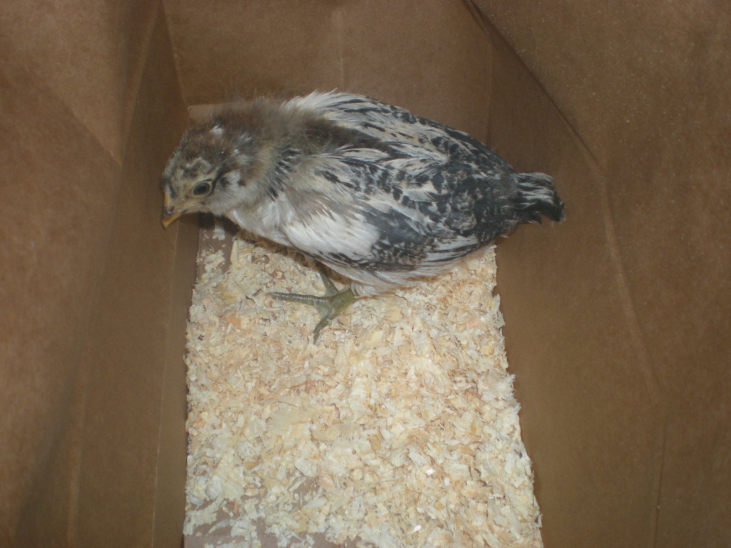 4 week old "cookie dough"