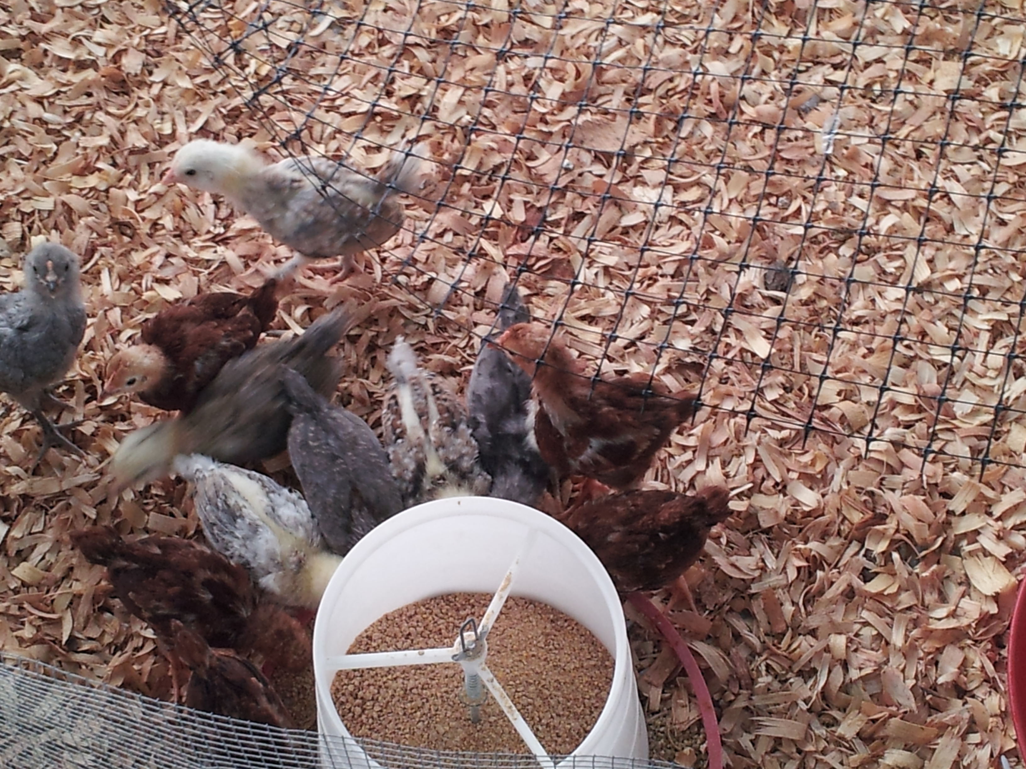 4 week old EE/RIR bantams from Cackle