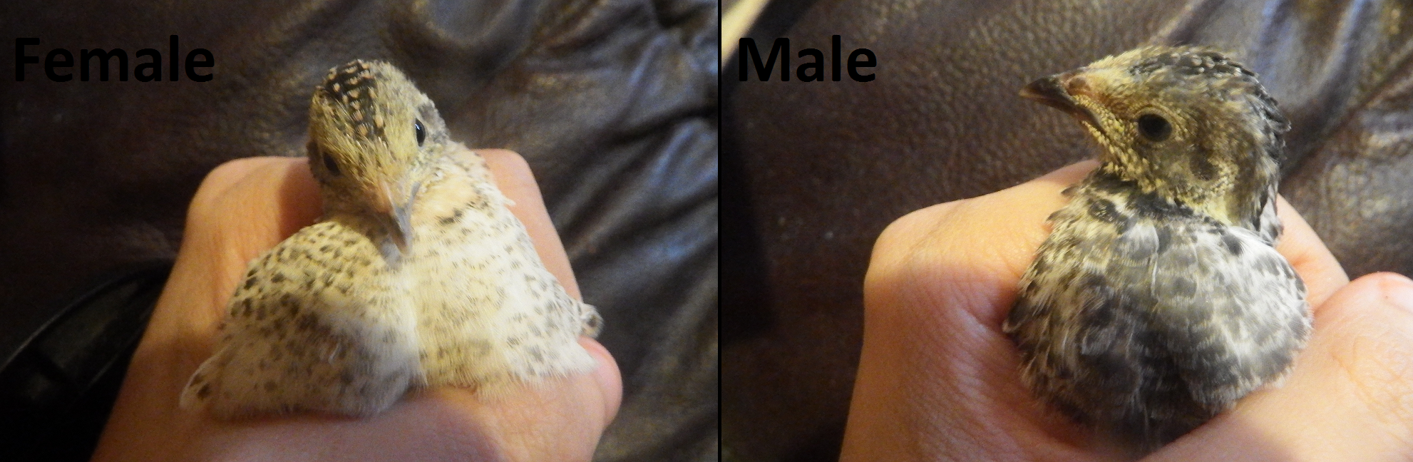 4 Week Old Gender Differences In Red Breasted