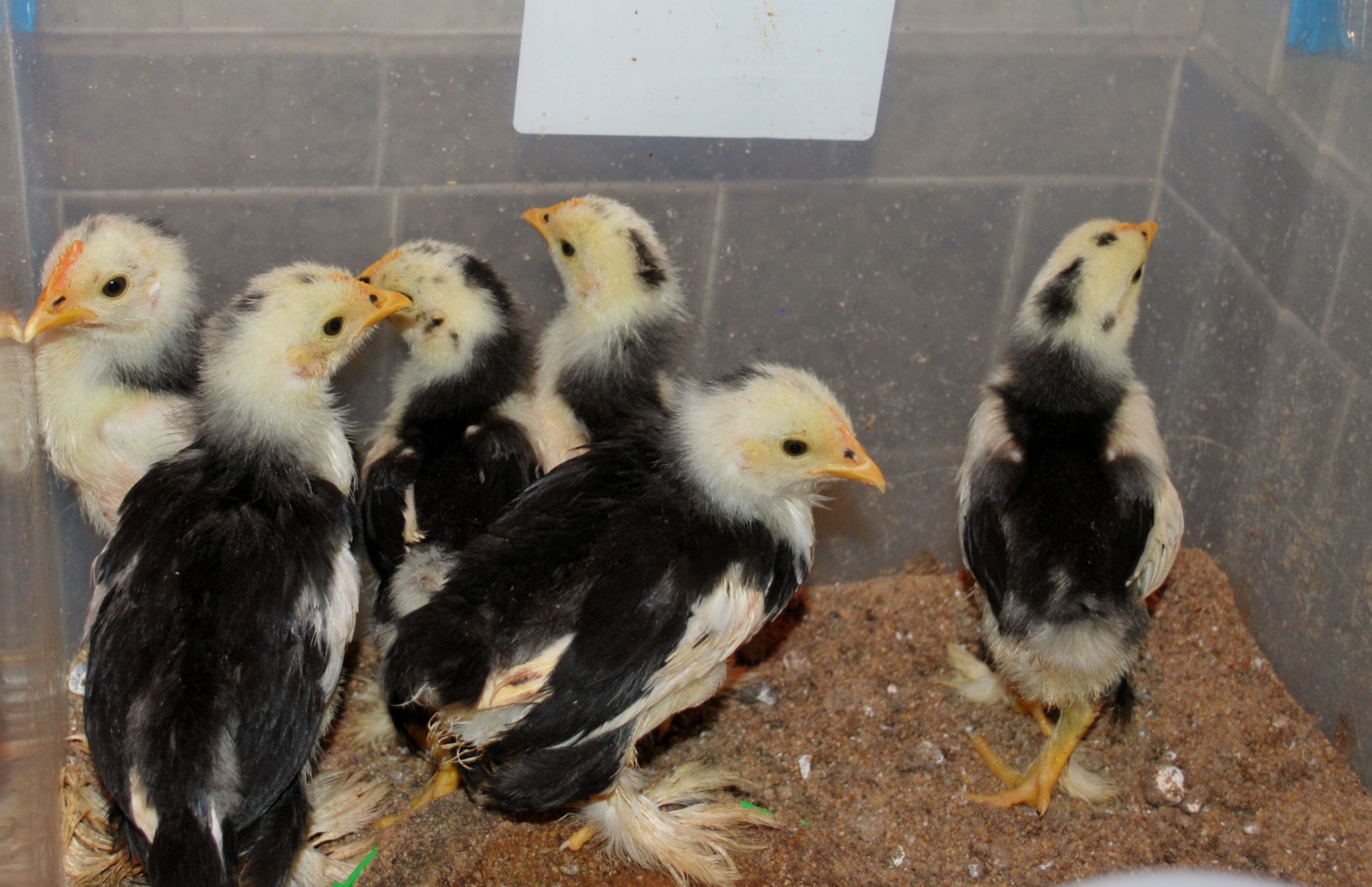 4 week old Mottled Cochin Bantams 1 roo 5 pullets