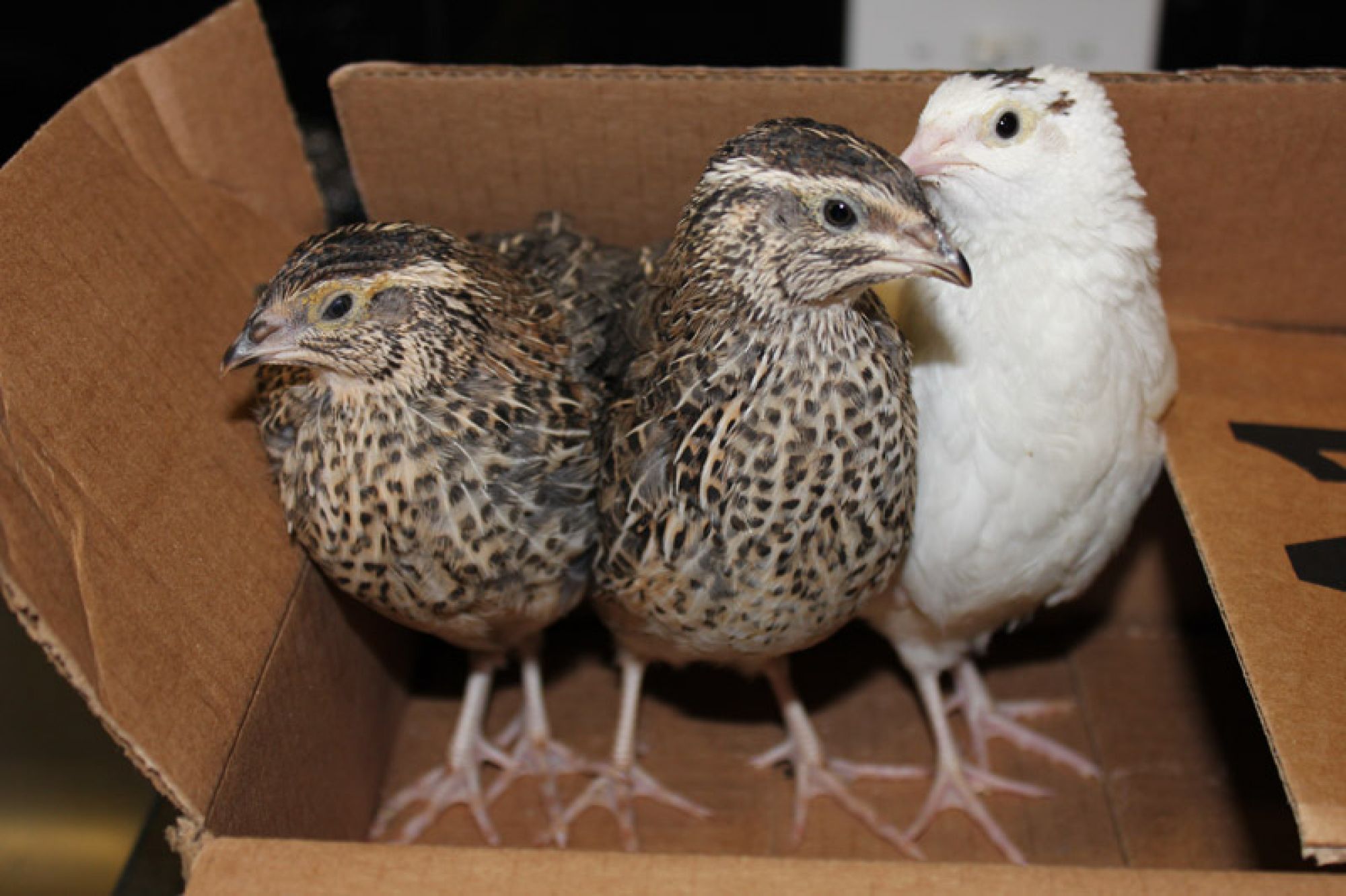 4 week old quail