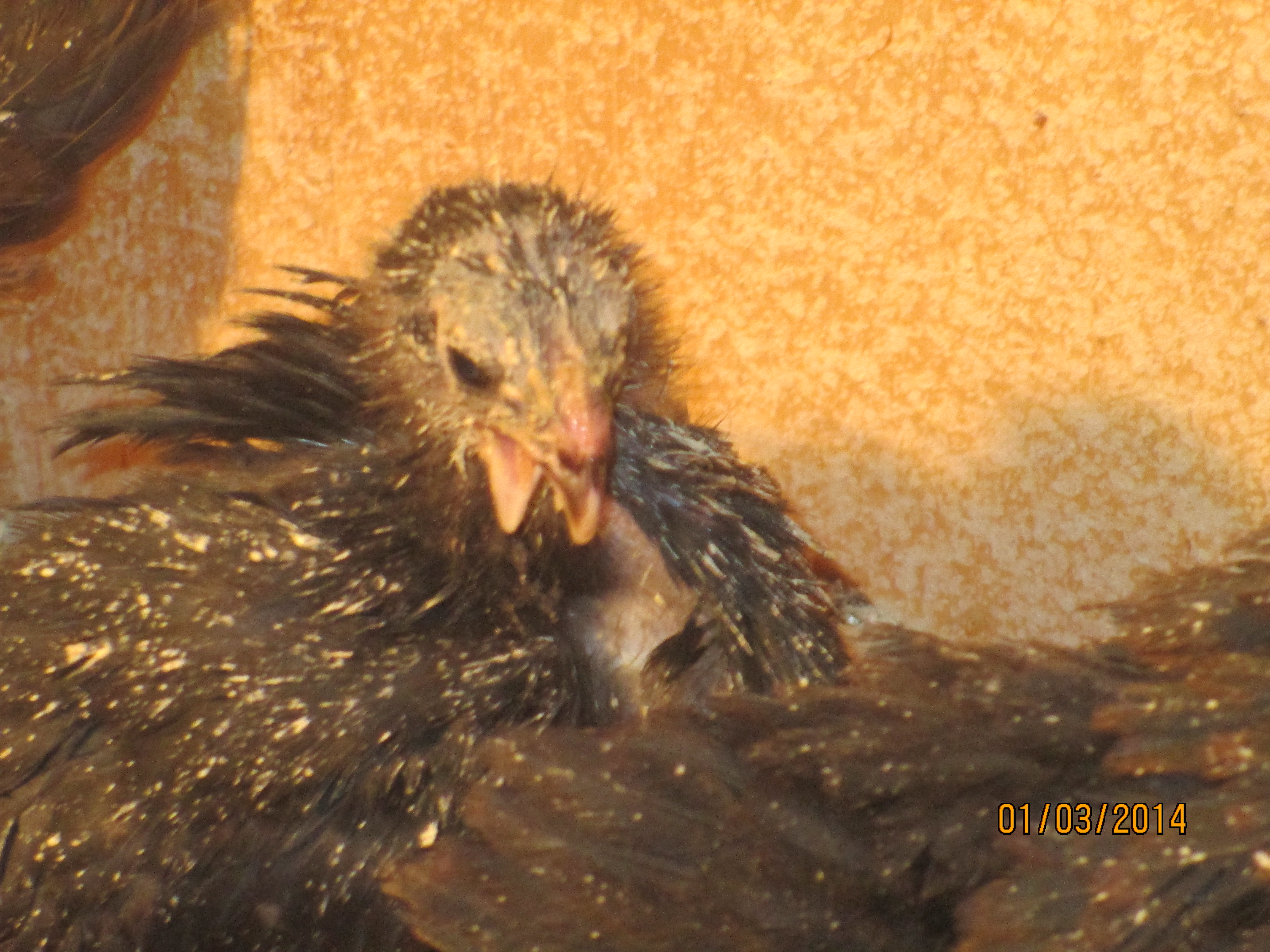 4 week old twisted beak