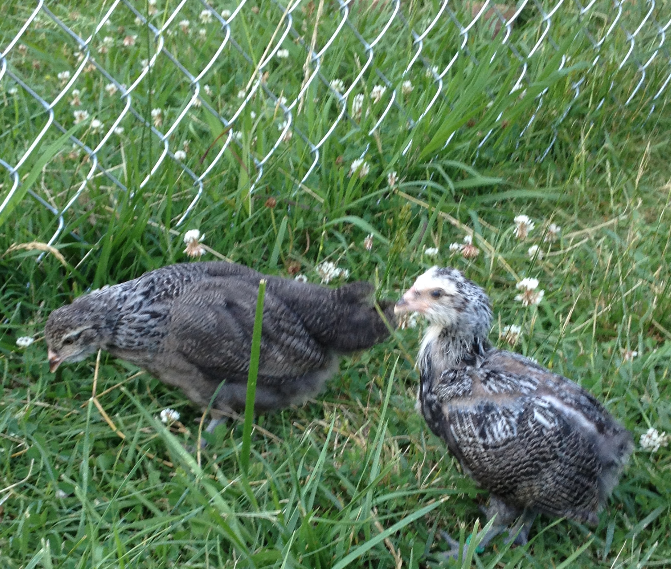 4 week olds