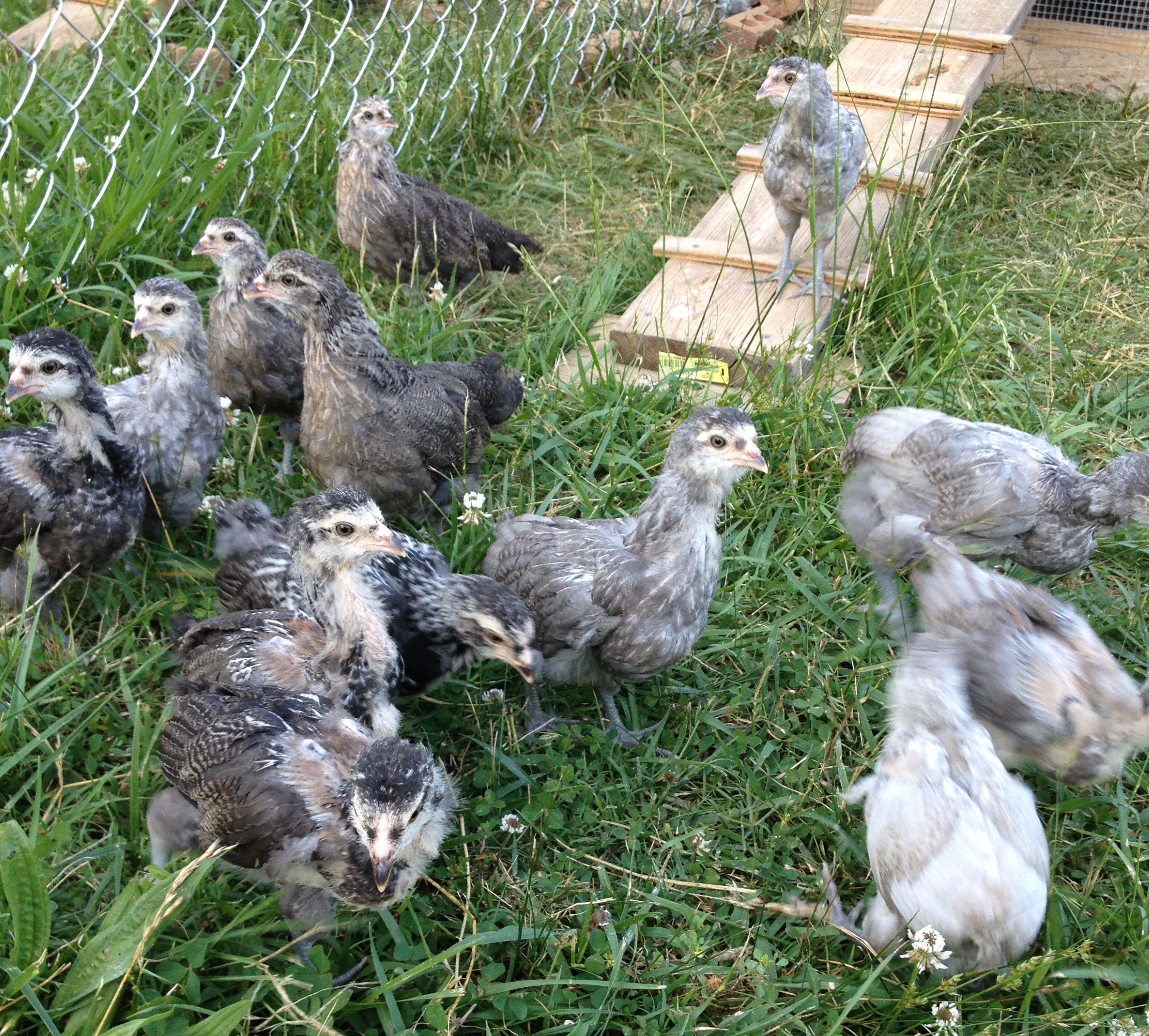 4 week olds