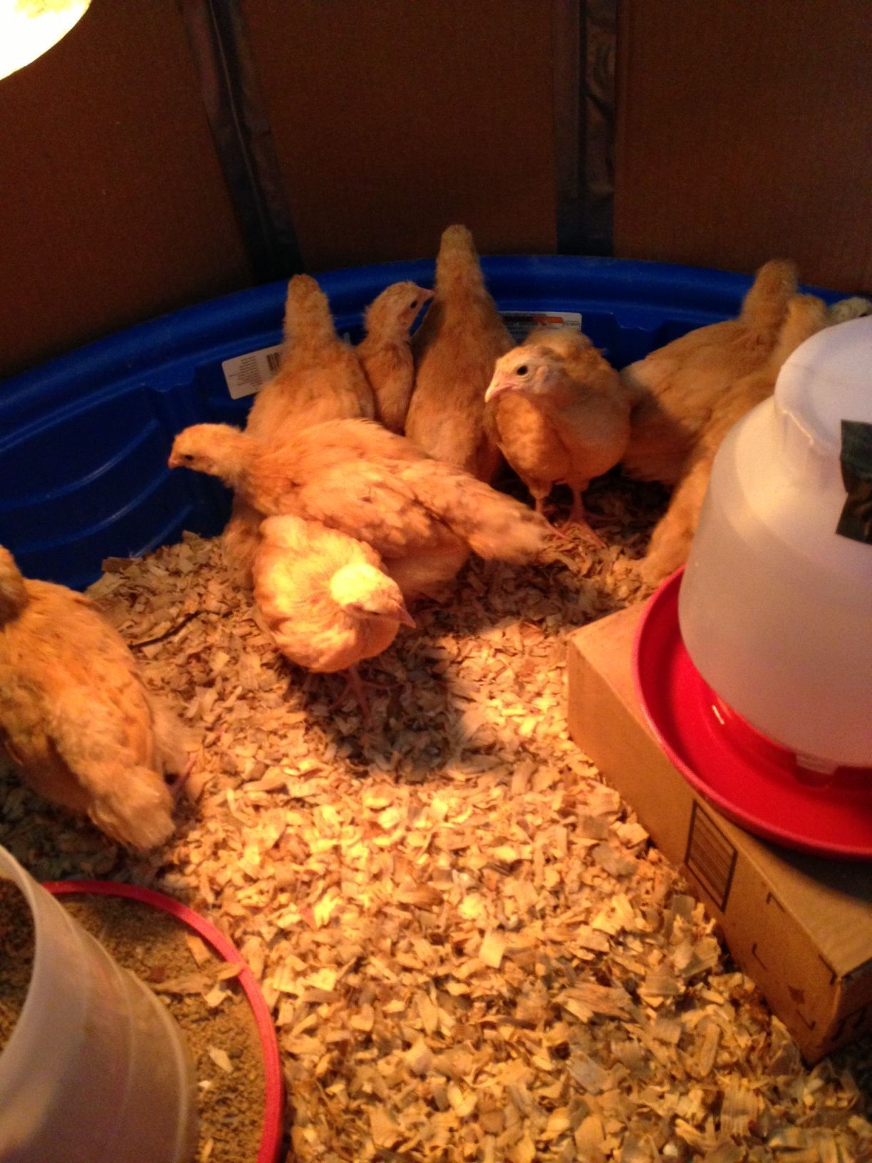 4 weeks and getting rather noisy! They have graduated to a kiddie pool, they have out grown the large dog kennel.