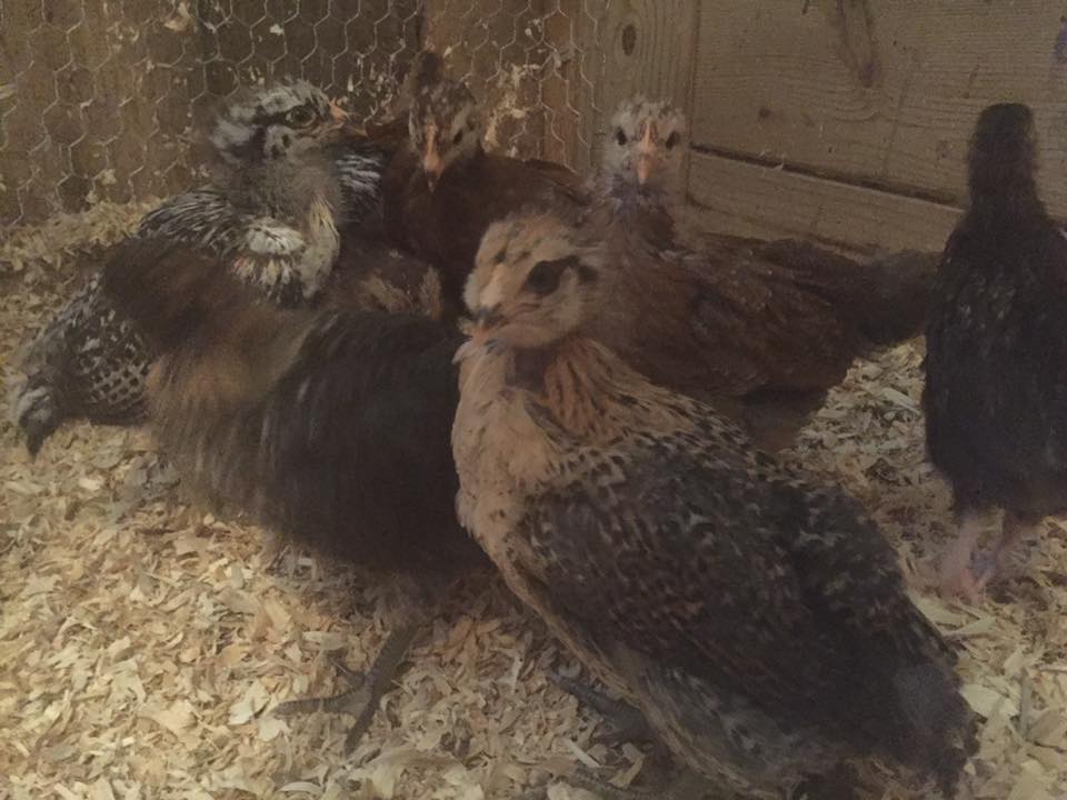 4 weeks - Hootie (Easter Egger) in front