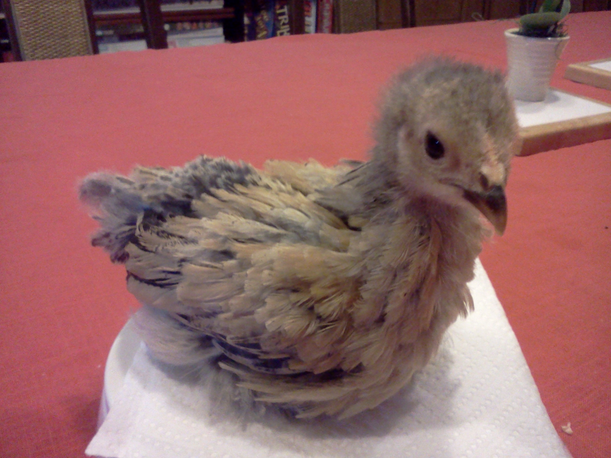 4 weeks old, 171g, buff brahma bantam.  Ellie.
