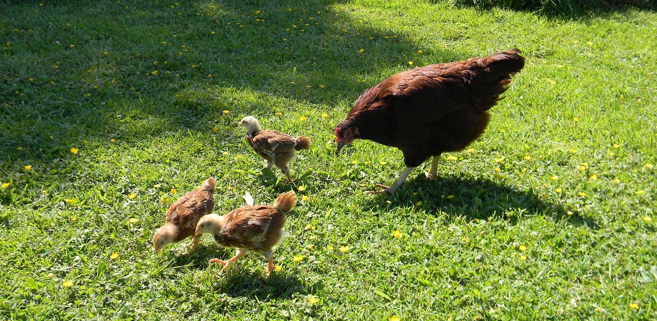 4 weeks old and looking like bald eagles ;o)