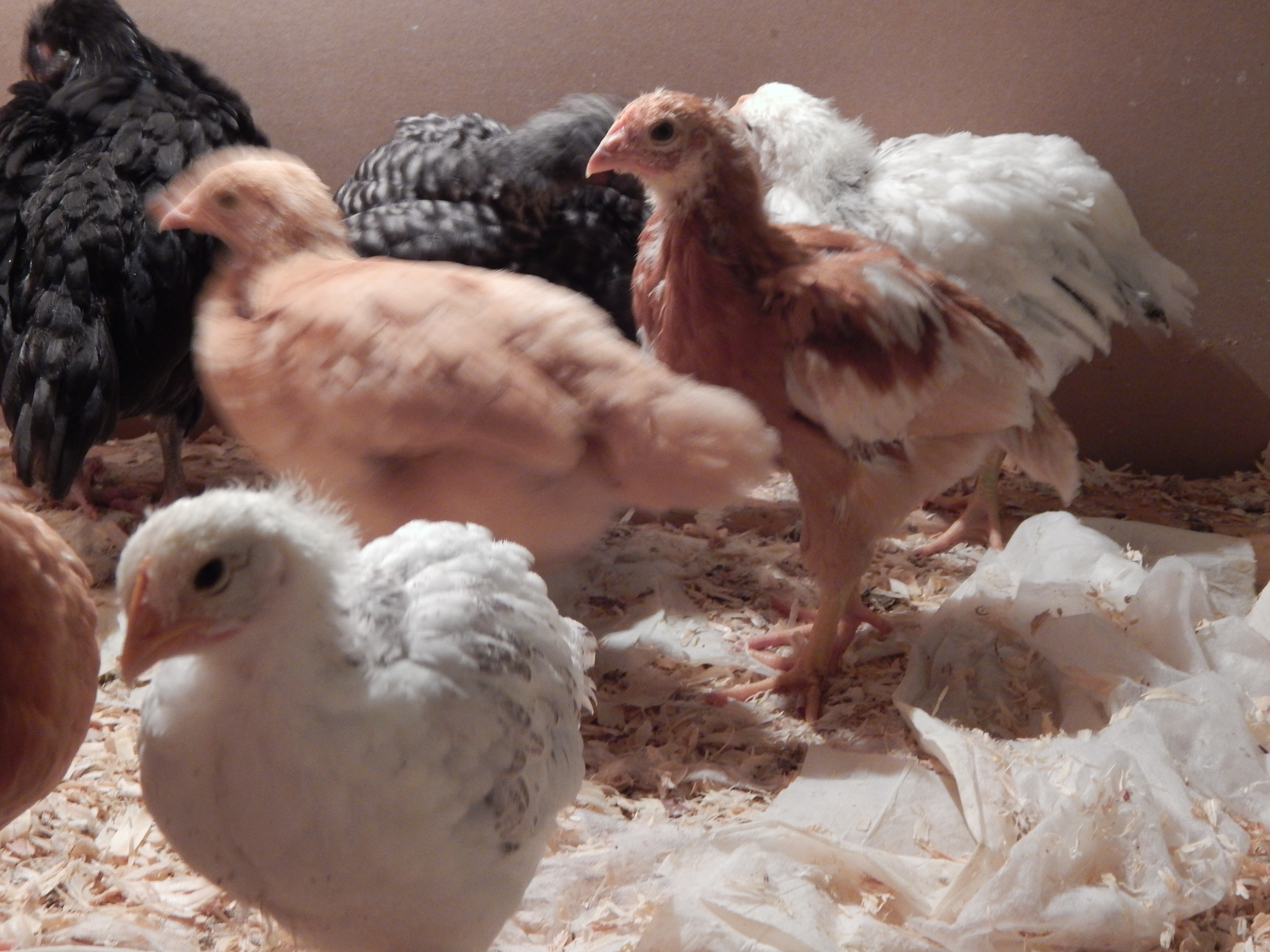 4 weeks old and one of two things is going to happen today. Either the brooder is getting cleaned or they are moving to the coop!
