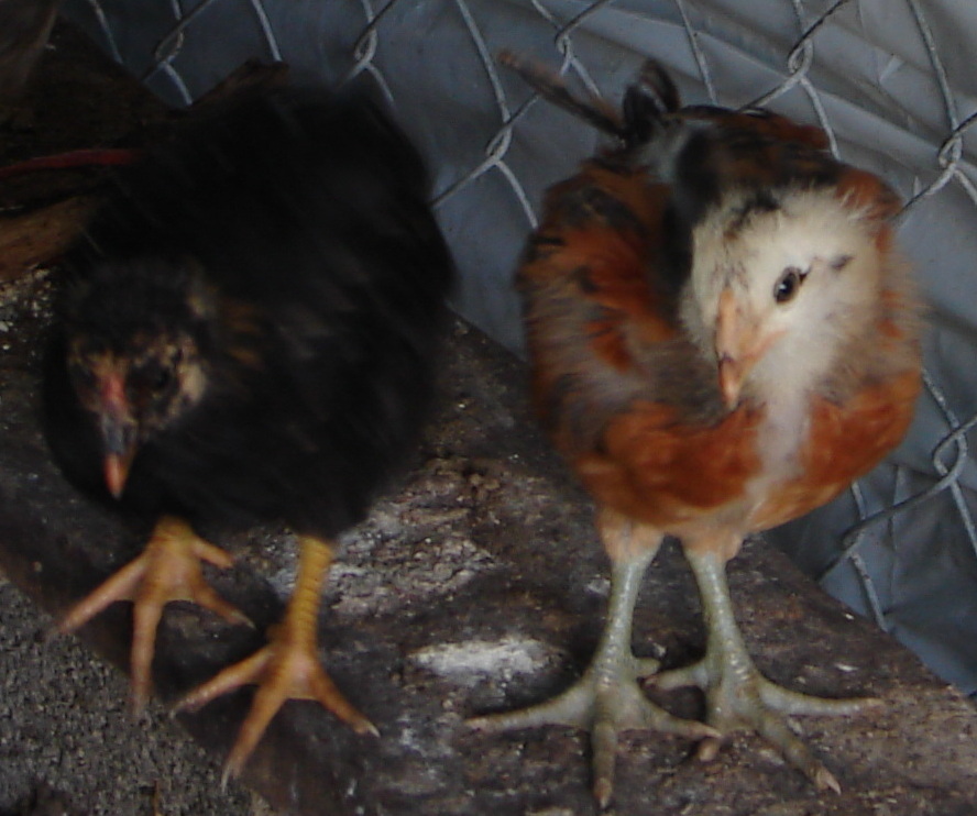 4 weeks old - easter egg roo on right