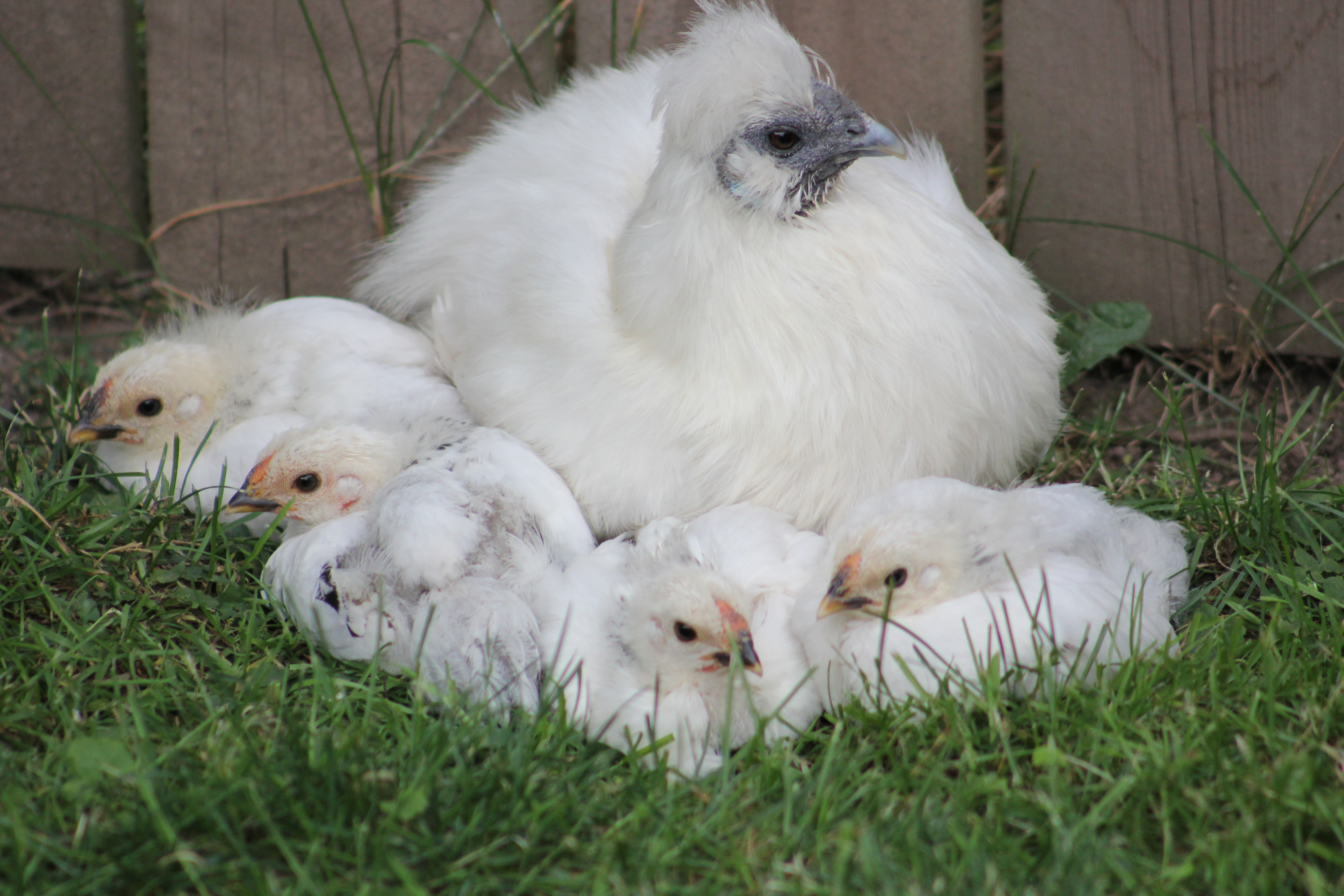 4 weeks old, with their "Mama"