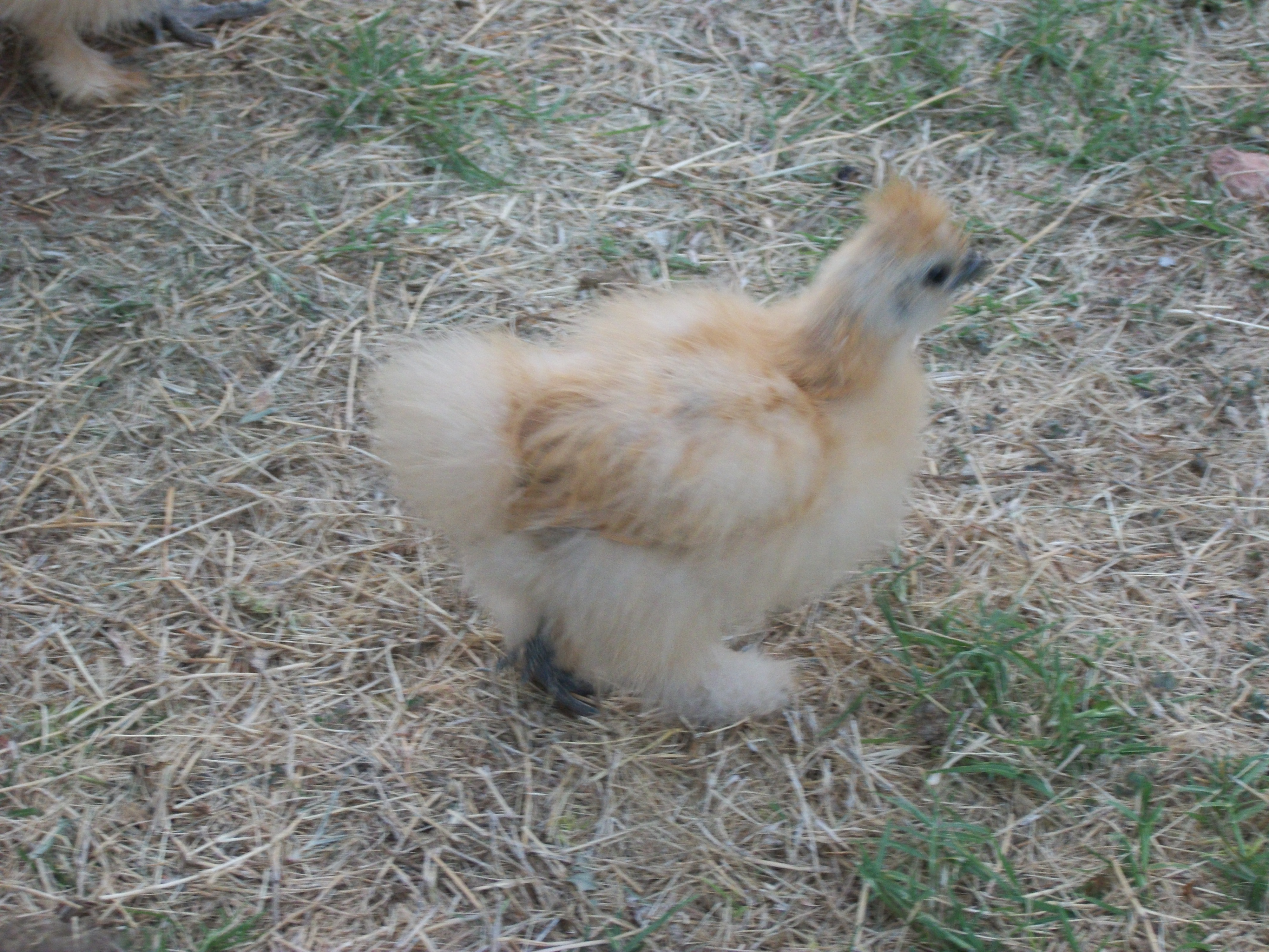 4 weeks old