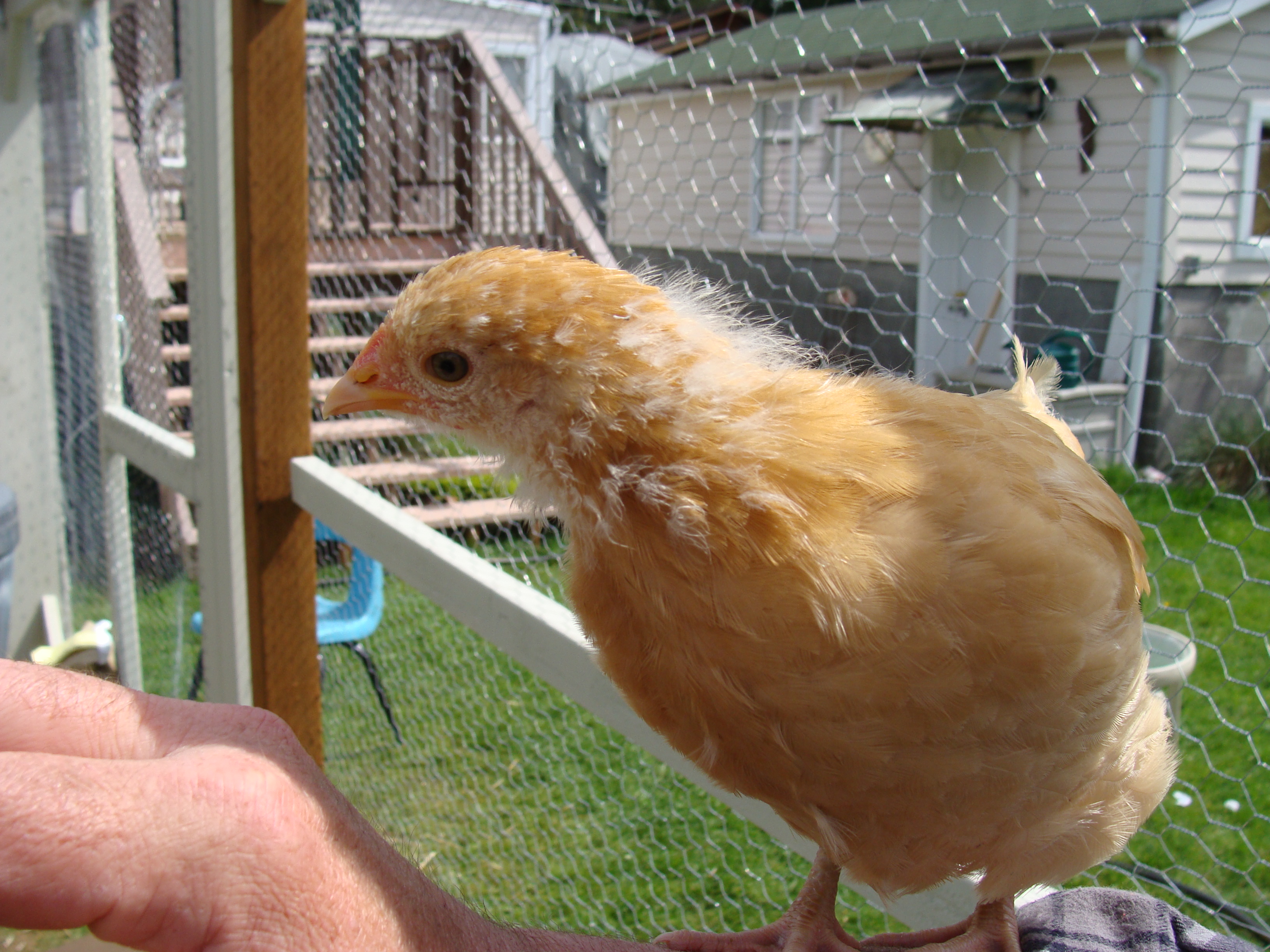 4 weeks old.