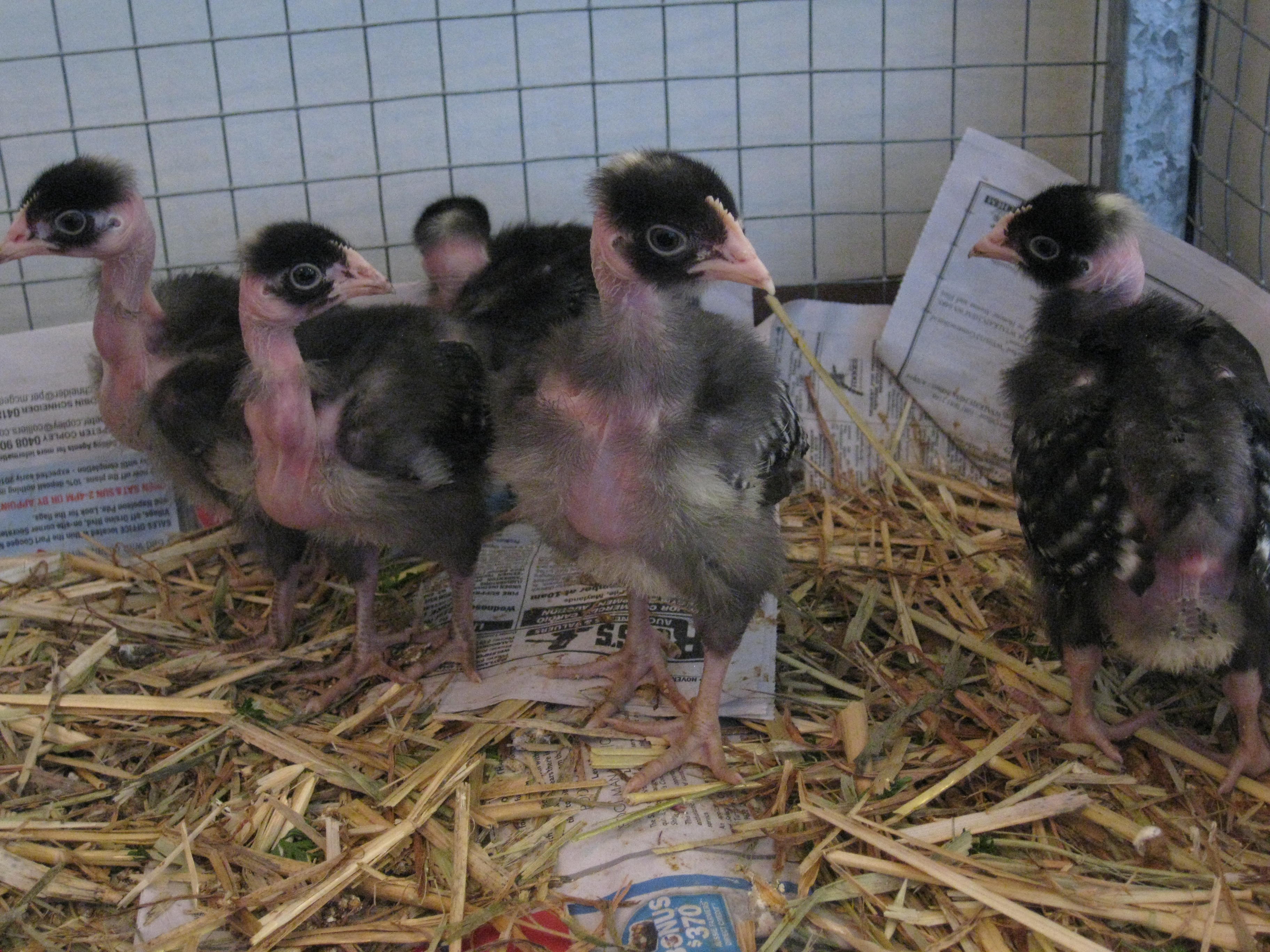 4 weeks old.
