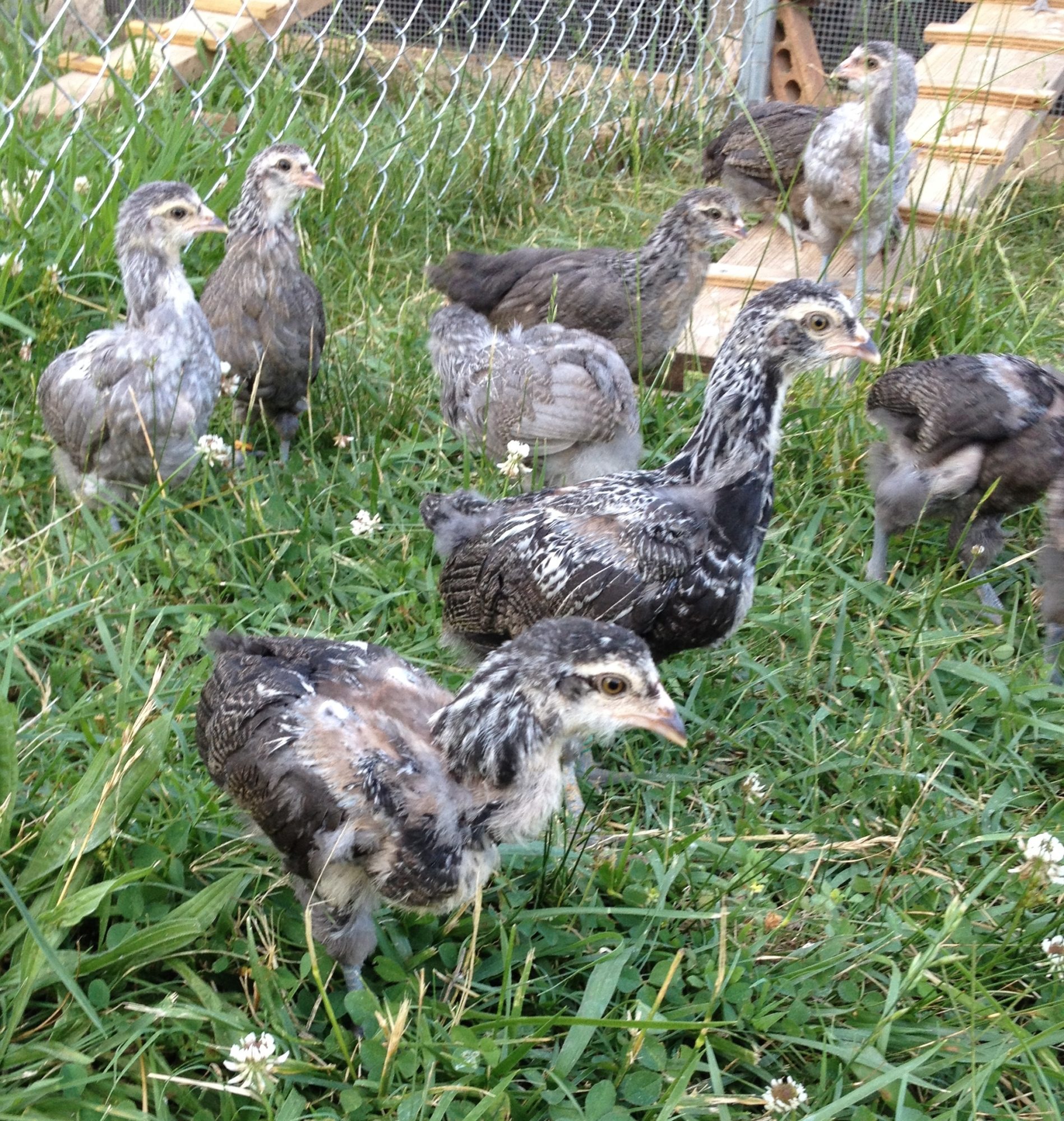 4 weeks old