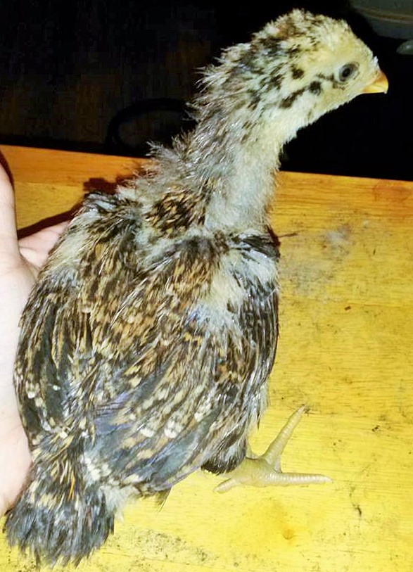 4 weeks old
