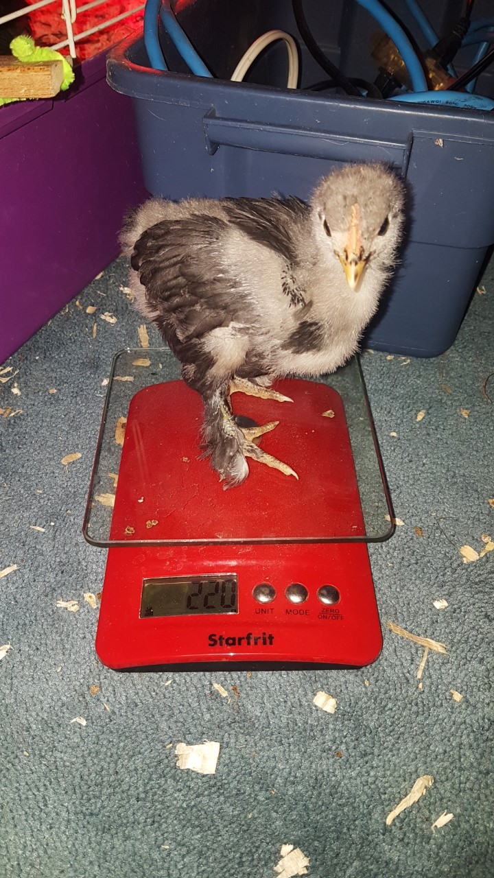 4 Weeks Old