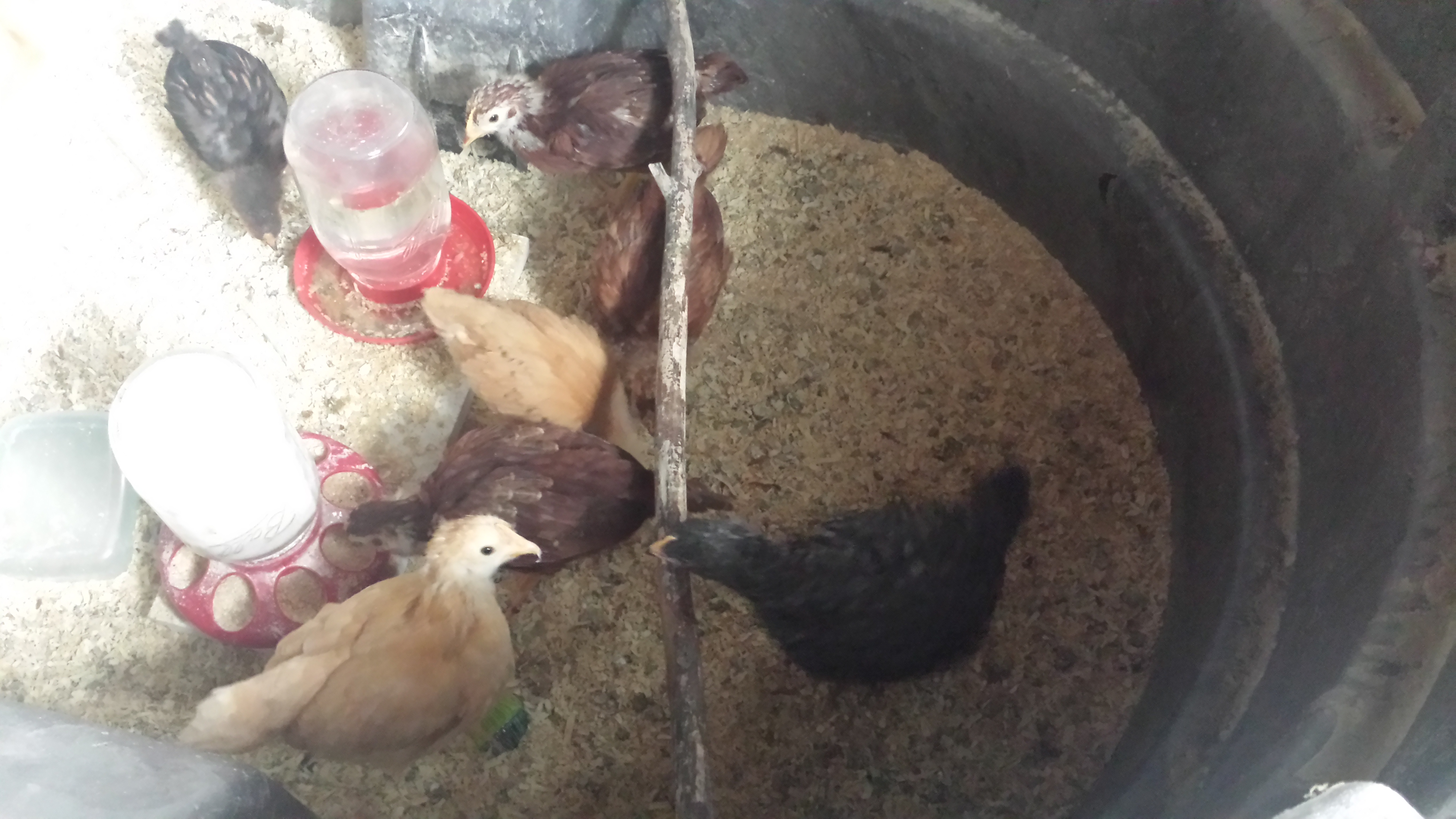 4 weeks.  Time to get out of the brooder before we escape!