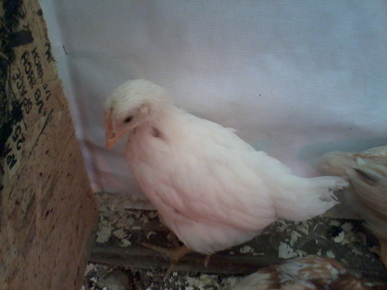 (4 Weeks)