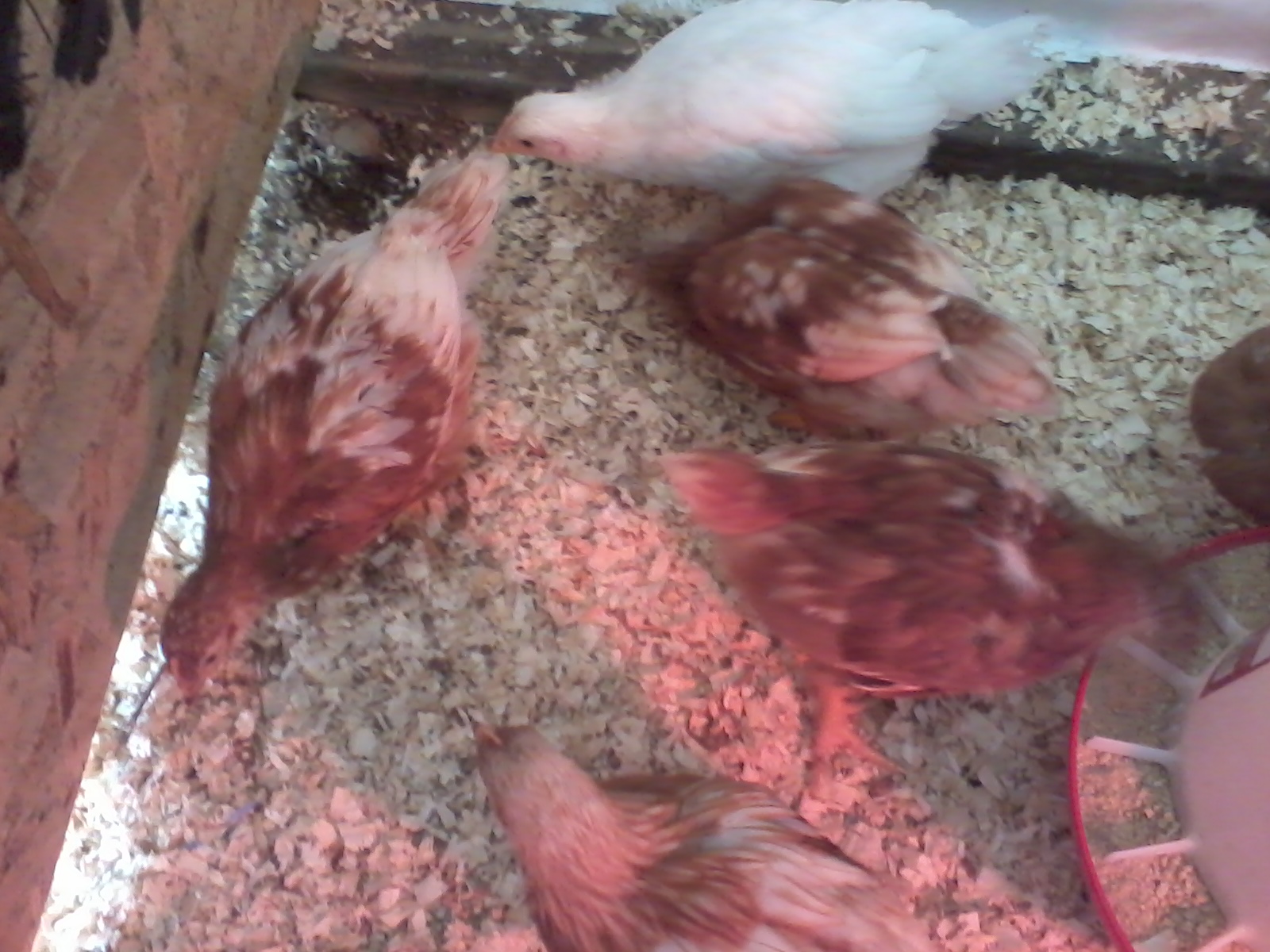 (4 Weeks)