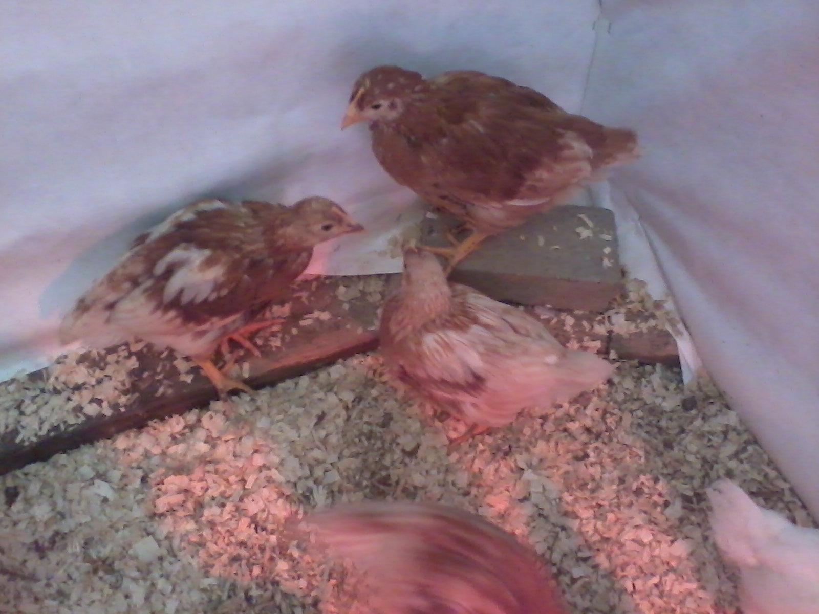 (4 Weeks)