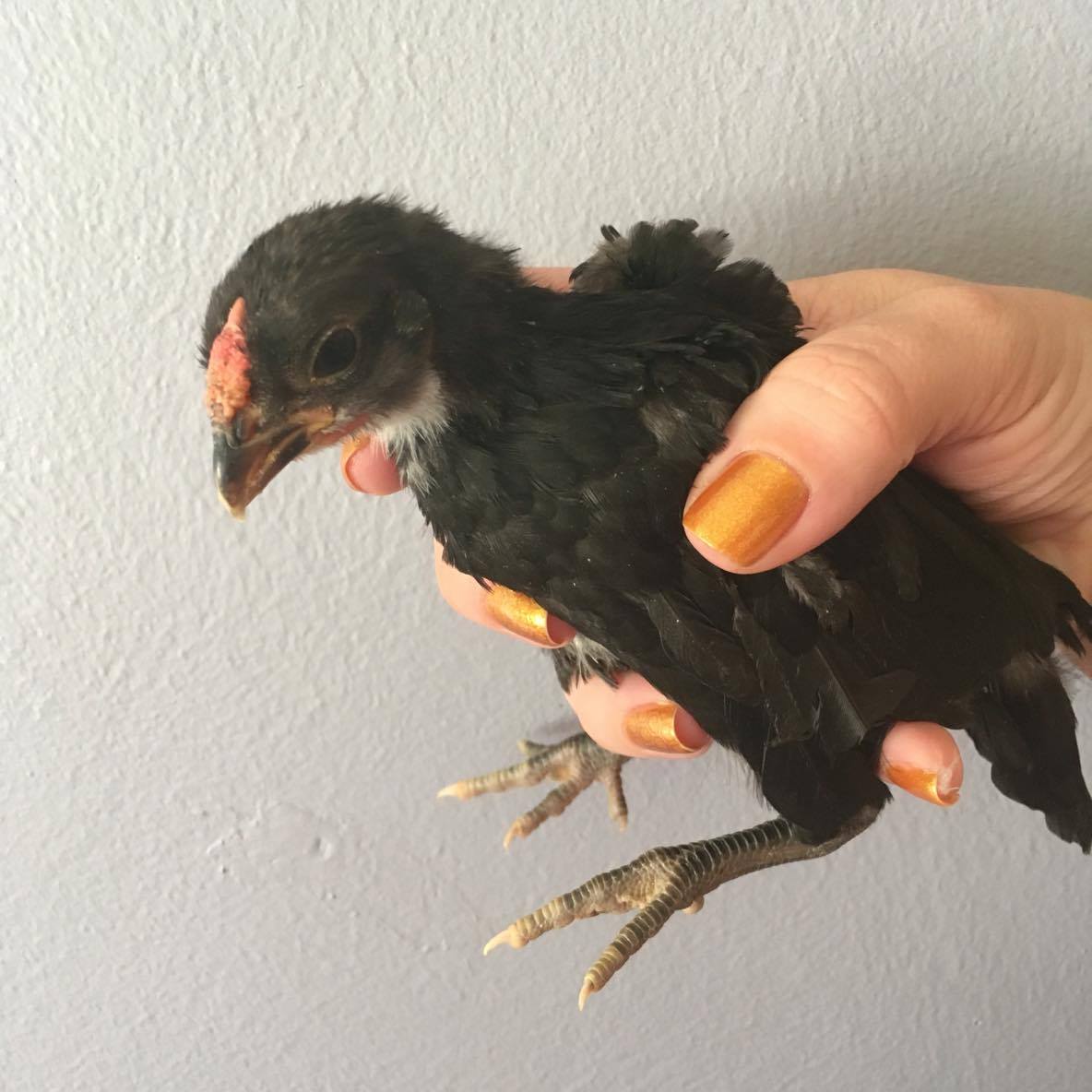 4 wk rosecomb bantam